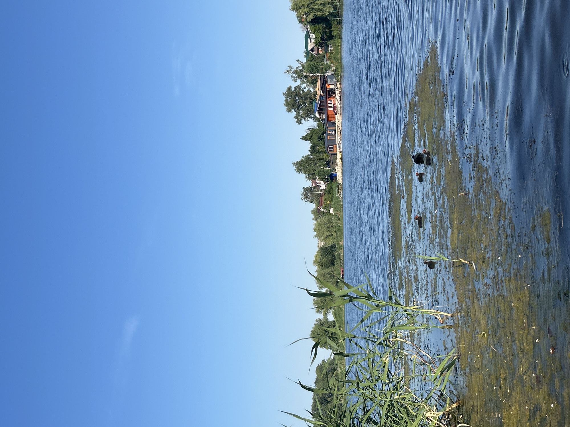 This is a vertical, eye-level shot of a calm body of water on a bright, clear day. The sky is a vibrant, cloudless blue, taking up approximately the top two-thirds of the frame. The bottom third shows a tranquil lake with rippling surfaces. In the foreground, on the left side of the image, tall green reeds are growing in and around the water, some of which are submerged. Scattered in the water, particularly towards the middle and right of the foreground, are patches of greenish-yellow aquatic vegetation, indicative of shallow areas or algae bloom. Within these patches of vegetation, there are four dark-colored water birds. Two are closer to the center and appear smaller, potentially juveniles, while two are further to the right and seem larger. The water is a deep blue, reflecting the sky. In the distance, across the lake, a shoreline is visible, lined with lush green trees and vegetation. A cluster of buildings with orange and red roofs, along with other structures, are situated on the bank, suggesting a populated area or resort. The scene appears peaceful and natural, with the buildings providing a touch of human presence against the vastness of the water and sky. This image was taken in the city of Pribrezhnyi, Russia.