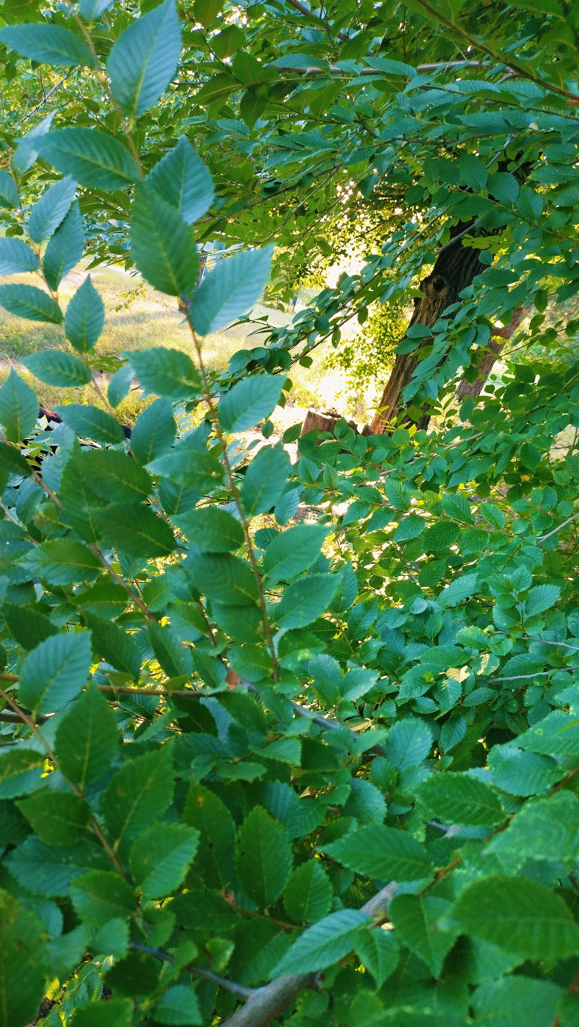 The image is a close-up shot of lush green foliage of a tree, with sunlight filtering through the leaves, creating a dappled effect. In the background, a thick tree trunk is visible, and beyond that, a grassy area bathed in warm light. The scene appears to be in an outdoor setting, possibly a park or a garden, given the presence of trees and grass. While the image is set in Horishni Plavni, Ukraine, there are no specific landmarks or identifying features that pinpoint a precise location within the city. No people are visible in the frame, and no actions or interactions are depicted. The focus is entirely on the natural elements of the environment.