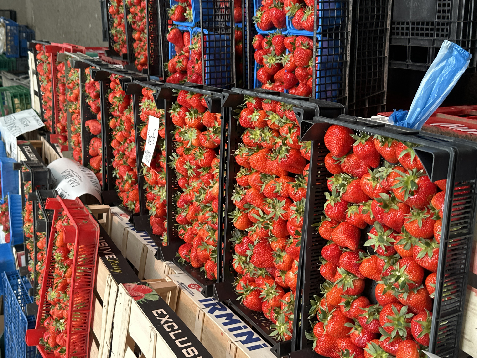 The image shows a display of strawberries in crates, likely at a market in the city of Sliven, Bulgaria. The strawberries are ripe and red with green stems, packed tightly in black, blue, and red plastic crates. Some crates are stacked atop wooden boxes labeled "EXCLUSIVE BERRY" and "IRMINI." A blue plastic bag is visible in one of the black crates. A price tag is visible indicating a cost of 3.50 (likely in local currency). The lighting suggests it's an outdoor setting, possibly a covered market area. No people are visible in the image. The focus is on the large quantity and freshness of the strawberries.