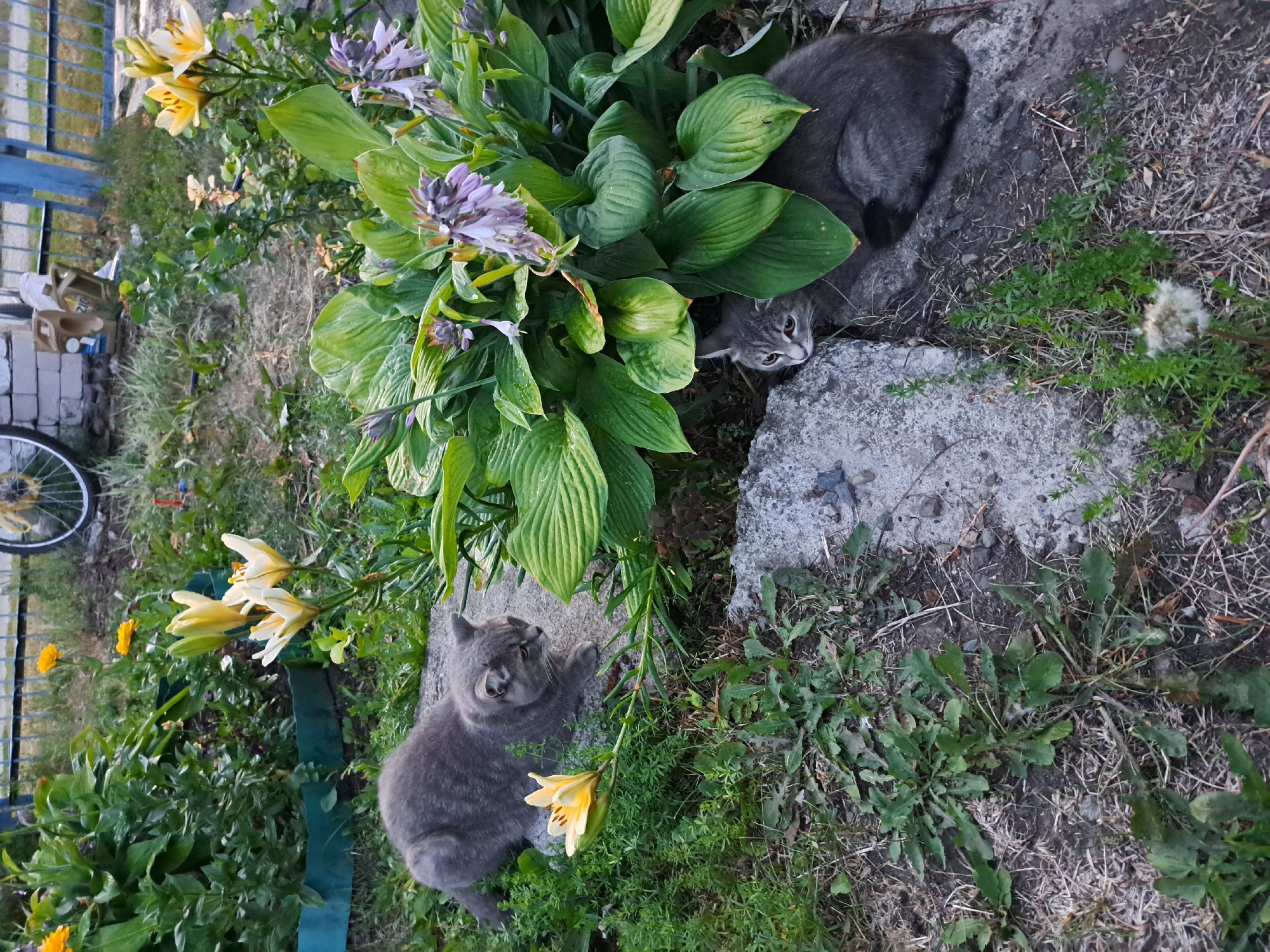 Two domestic shorthair cats, one grey British Shorthair mix on the left and a tabby cat on the right, are positioned in a garden area. The grey cat is lying on a grey concrete slab, facing left, with a yellow lily flower to its left. The tabby cat is tucked under the large green leaves of a hosta plant, on another grey concrete slab, looking towards the left. The garden contains various plants, including lilies and hostas, with a blue metal fence and a brick wall visible in the background. The scene suggests a residential area in Chernetsk, Russia, given the presence of a bicycle and jerrycans.