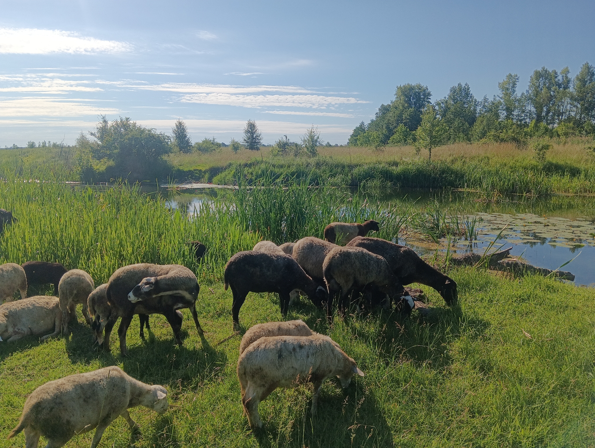 A flock of sheep grazes on a sunlit, grassy bank next to a narrow body of water filled with lily pads. The water is bordered by tall reeds and distant trees form a dark green treeline under a bright blue sky with scattered white clouds. The sheep are of various colors, including white, light brown, and dark brown. Some are standing and eating, while others are lying down. The scene appears to be in a rural or natural setting.