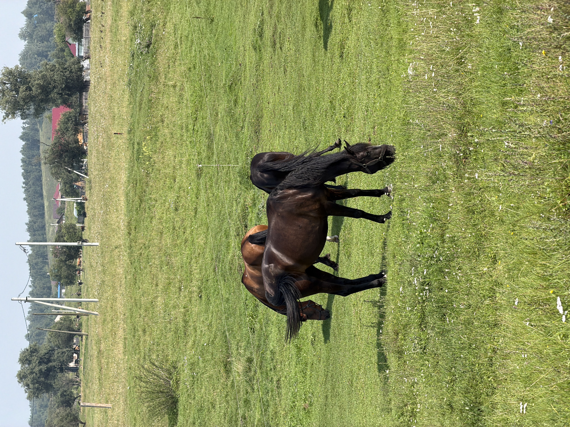 In the rural settlement of Есаулово, Russia, a verdant meadow under a clear sky hosts three horses grazing. The horses, two dark brown and one lighter brown, are positioned in the mid-ground of the image. The dark brown horse in the foreground is facing left and down, eating grass, with its mane flowing. Behind it, a lighter brown horse is also grazing, facing left and slightly downwards. Partially obscured behind the foreground horse is another dark brown horse, facing away from the camera. The meadow is covered in lush green grass interspersed with small white and yellow wildflowers, and a faint shadow from an unseen object falls across the grass in the right mid-ground. In the background, a line of trees marks the edge of the field, beyond which are scattered houses with red roofs, and utility poles with wires crisscrossing the scene. The overall impression is one of a peaceful, agrarian landscape on a sunny day.