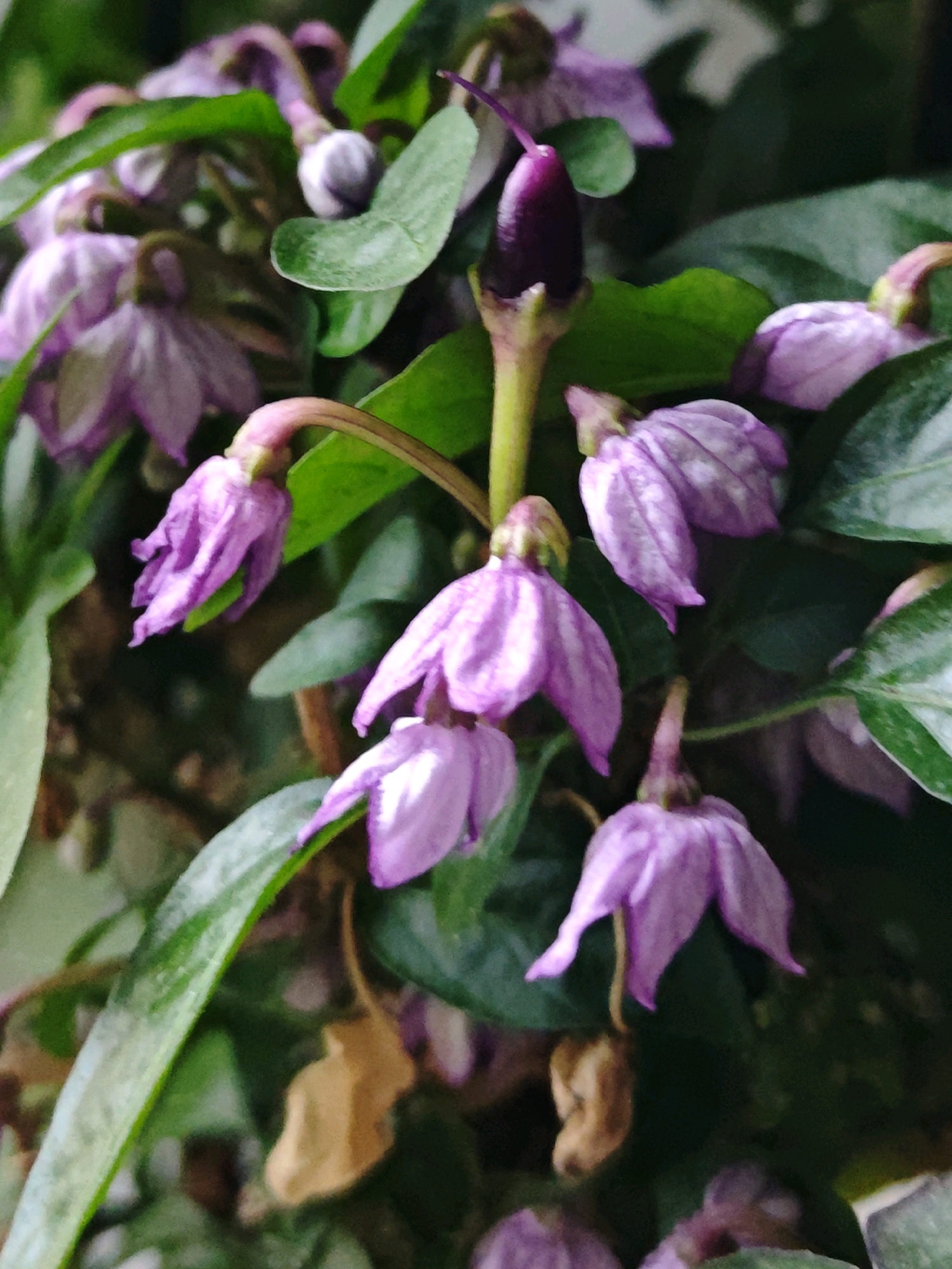 The image is a close-up, vertical shot of purple bell-shaped flowers and green leaves. One dark purple, elongated bud is prominently displayed in the upper center. The flowers have five delicate, ruffled petals and appear to be in various stages of bloom, with some fully open and others drooping. The background consists of out-of-focus dark green leaves and stems. There are also some dry, brown leaf remnants visible. The lighting is soft, highlighting the texture of the petals and leaves. The scene is consistent with a botanical subject, likely a flowering plant. No specific location in Shcherbinka, Russia, can be determined from the image.