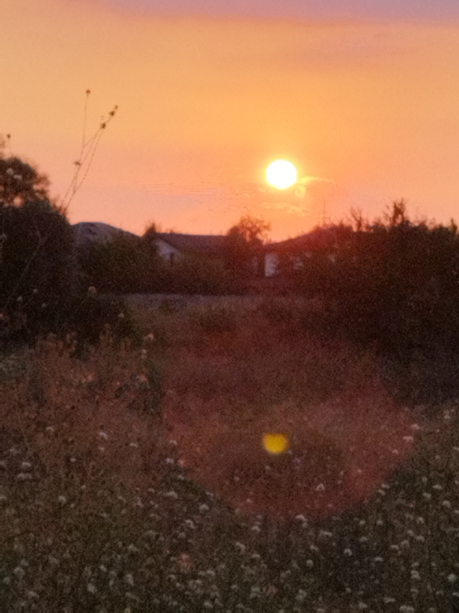 The image depicts a rural sunset scene in Vidra, Romania, characterized by warm, diffused light. The sun, a bright, glowing orb, is positioned in the upper right quadrant of the sky, casting an orange and pink hue across the horizon. Silhouetted against this vibrant sky are trees and low-lying buildings, suggesting a residential area bordering a natural landscape. The foreground is dominated by a field of dry grass and scattered white wildflowers, with a hint of a yellow light reflection on the ground in the lower right. The overall impression is one of tranquility and the peaceful conclusion of a day.