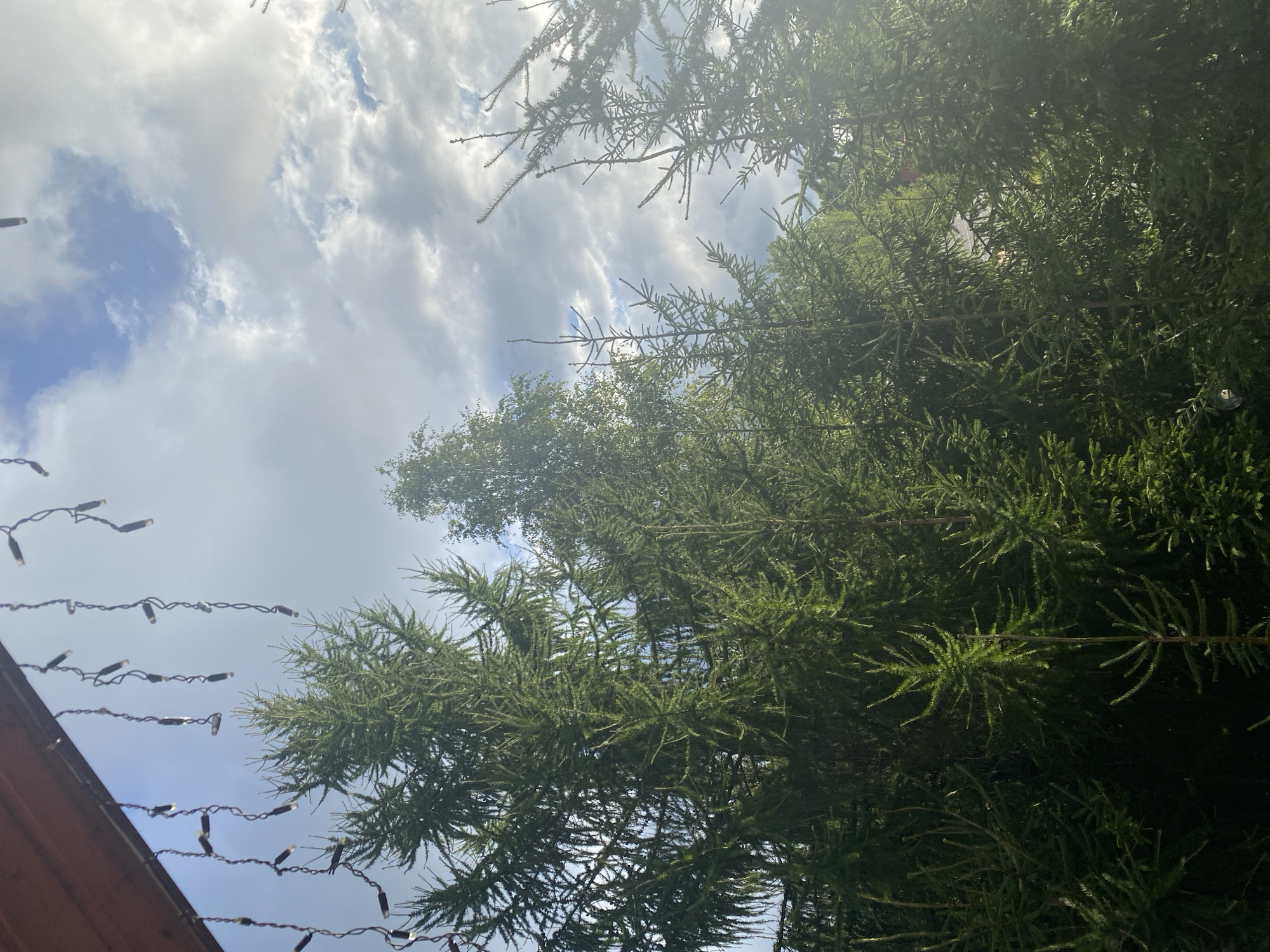 The image, taken in Krasnoflotskoe, Russia, shows a view looking upwards towards a partly cloudy sky. In the foreground, several evergreen trees, possibly spruce or fir, dominate the frame with their dense green foliage. Icicle-shaped string lights, dark in color with small white bulbs, hang from a wooden overhang on the left side of the image. The sun is shining, creating some lens flare and highlighting parts of the trees and clouds. The sky is a mix of blue patches and white, grey clouds. There are no people or discernible actions taking place.