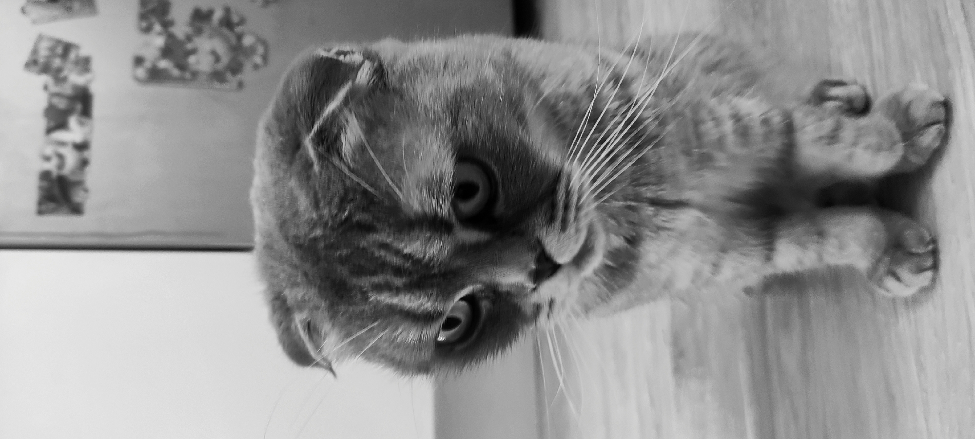 The image is a black and white close-up of a Scottish Fold cat lying down. The cat's head is prominent, with its characteristic folded ears and large, expressive eyes facing the camera. Long whiskers extend from its face. The cat's paws are visible in the background on a wooden surface. In the background, there is a blurred image of some objects hanging on what appears to be a wall. The location of the image is not discernible as Fryazino, Russia, based on the information provided.