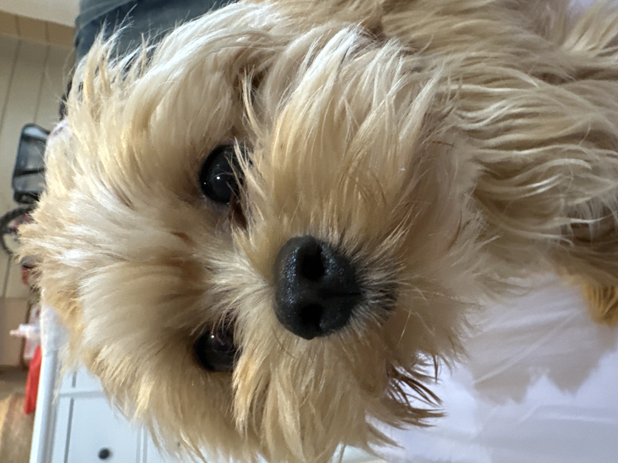 This is a close-up, head-on, vertical shot of a small, light-brown dog with shaggy fur. The dog's black nose is wet and shiny. Its dark eyes are looking directly at the camera. The background is blurred and appears to be indoors, possibly in a residential setting. There are no other subjects or specific objects clearly identifiable in the frame. The scene does not provide any information or context related to the city of Kutukovo, Russia.