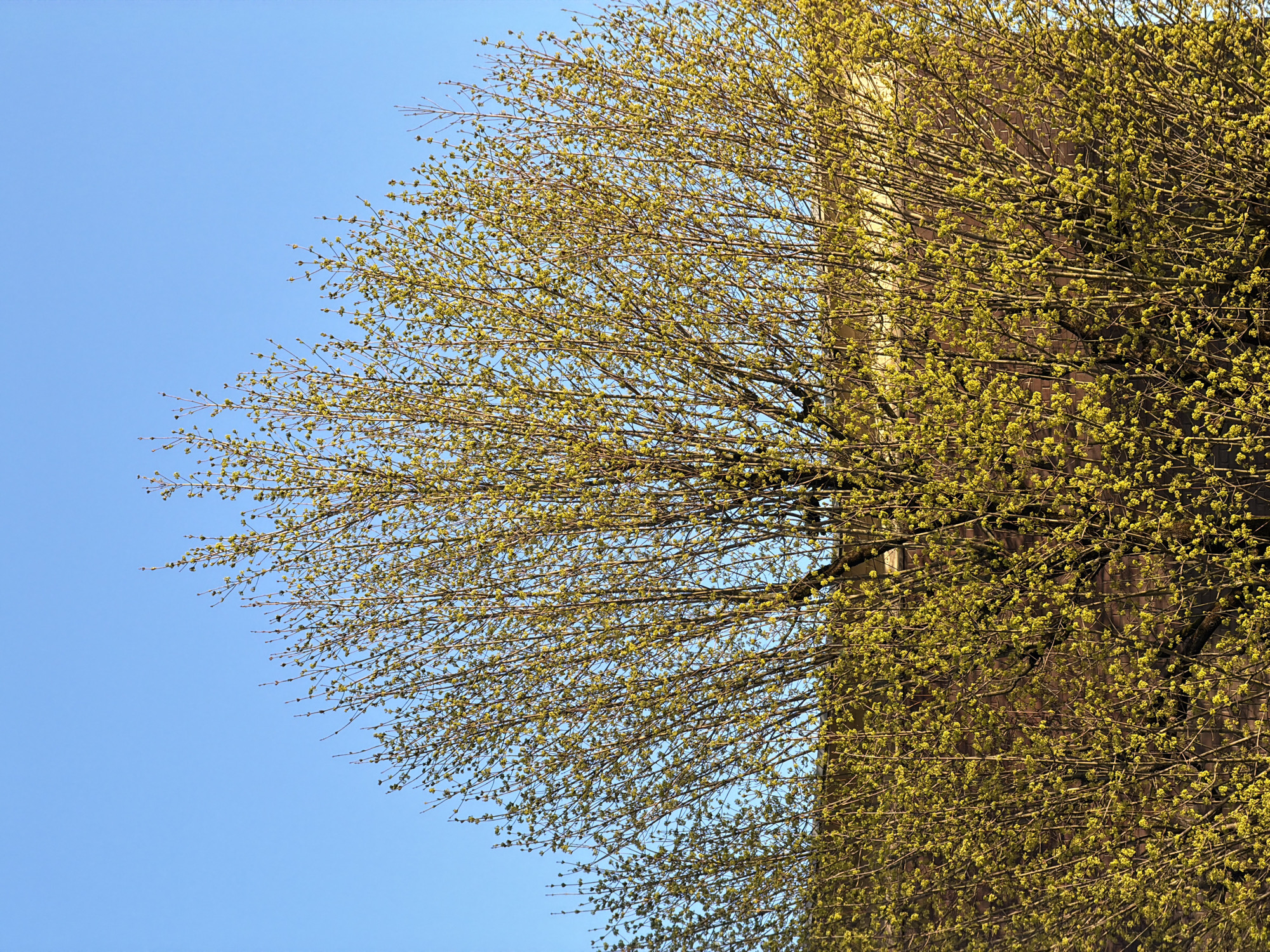 A static, daytime photograph depicts a large deciduous tree, likely in early spring, situated in Esch-sur-Alzette, Luxembourg. The tree's extensive canopy, composed of numerous fine branches and twigs, dominates the frame, heavily laden with small, yellowish-green nascent leaves or buds, indicating active foliage development. Above the tree, a clear, uniform blue sky occupies the upper portion of the image. Behind the lower and central sections of the tree's foliage, a building with a reddish-brown facade, consistent with brick construction, is partially visible. The tree's upper foliage is brightly illuminated by natural light, suggesting either early morning or late afternoon conditions, while the building appears to be in comparative shadow. No individuals or animals are present.