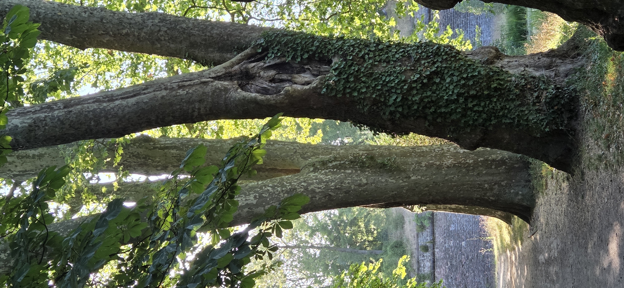 In Strasbourg, France, near the historic Rohan Palace, a winding path leads through a park bathed in dappled sunlight. Two mature trees dominate the foreground, their thick, textured bark a testament to their age. The tree on the right is partially covered in a lush carpet of ivy, its dense foliage clinging to the trunk. A hollow opening in the trunk of this tree hints at stories of time and nature. In the background, a stone wall, weathered and ancient, stretches across the landscape, with a glimpse of a calm body of water beyond. The scene is tranquil, a moment of natural beauty captured in the heart of the city.