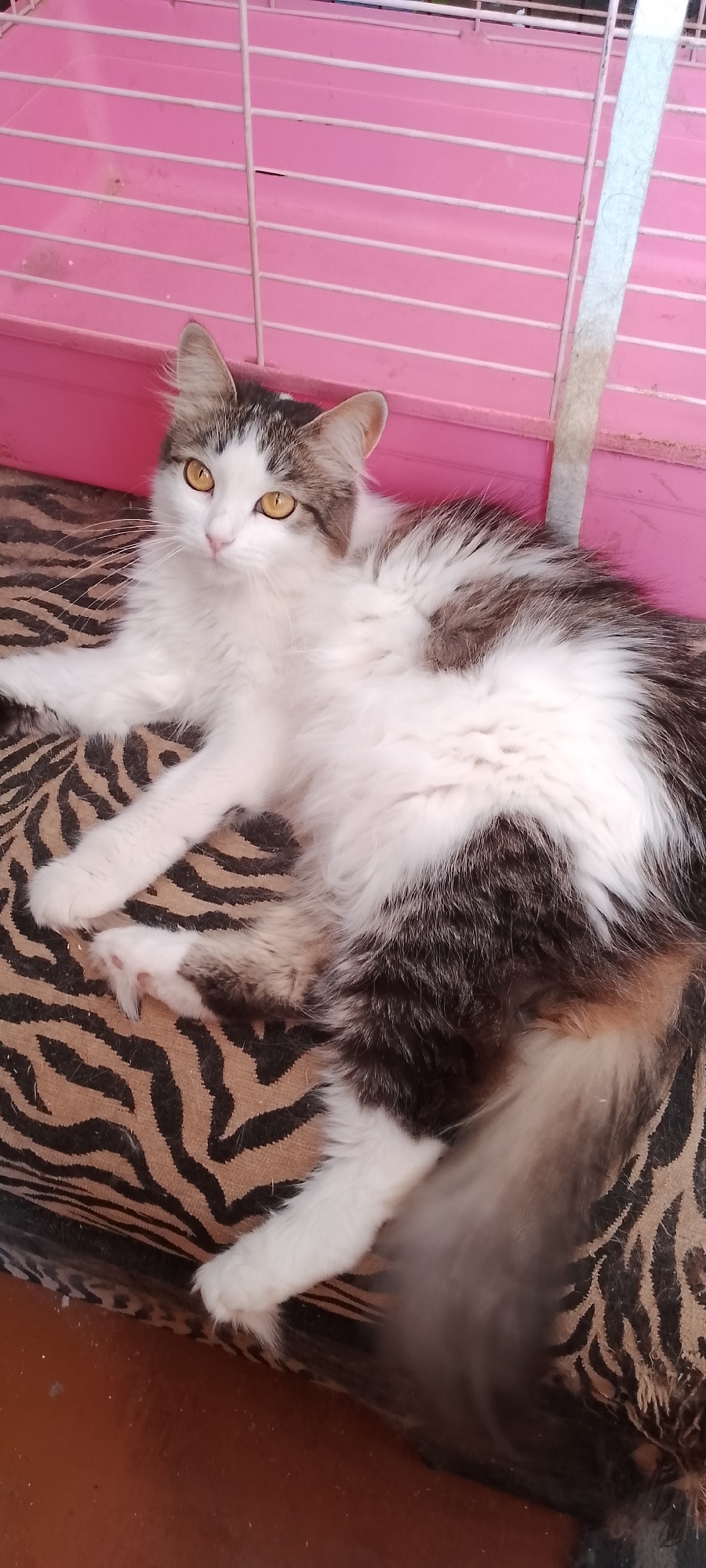 A long-haired cat with white, grey, and brown fur is lying on a zebra-striped surface. The cat has yellow eyes and is looking to the left. Behind the cat is a pink cage with white bars. The scene is indoors, and there is a brown surface on the lower part of the image. The location is a residence in Belgorod, Russia.