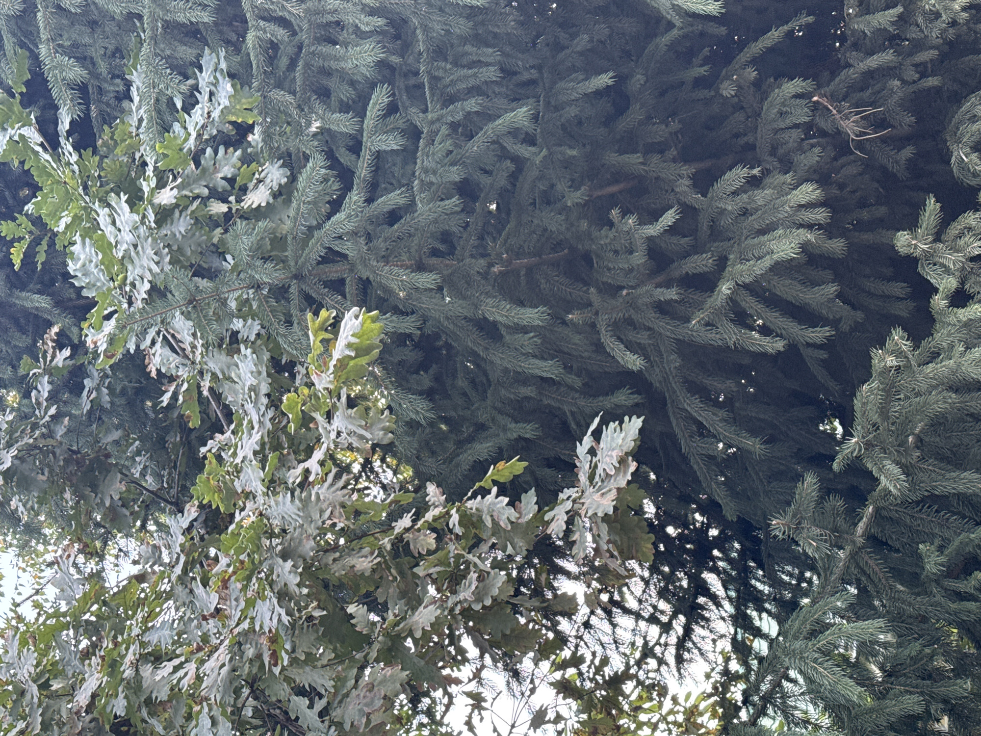 The image shows an outdoor scene dominated by the dense foliage of two types of trees: one with broad, lobed leaves, likely an oak, and another with needle-like evergreen branches, resembling a spruce or fir. The oak leaves are a mix of green and lighter, possibly autumnal, colors with some browning and spotting, suggesting they are not in peak condition. They are lighter in color and appear more delicate compared to the evergreen branches. The evergreen branches are a deep, muted green and are densely packed, forming a thick canopy. The lighting suggests it might be overcast or late in the day, with diffused light filtering through the leaves. The composition is a close-up view, focusing on the textures and interplay of the two types of foliage, with no discernible human presence or urban elements. The context of Sary-Oy, Kyrgyzstan, implies this is likely a natural or park-like setting, possibly on the outskirts or within a vegetated area of the town.