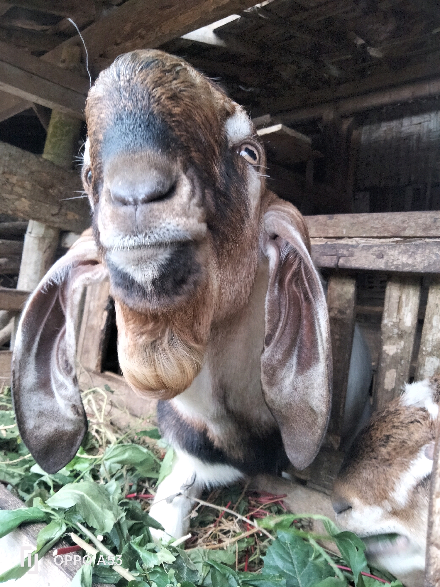 A close-up shot captures a goat in a wooden enclosure, its head prominently featured in the foreground. The goat has large, floppy ears and a light brown and black coat. Its mouth is slightly open, revealing a tuft of light brown hair beneath its chin. In the background, another goat's head is partially visible, also with brown and white markings. The enclosure appears rustic, constructed from weathered wood, and is filled with green foliage, suggesting the animals are being fed. The scene is set in the rural surroundings of Trenggalek, Indonesia.