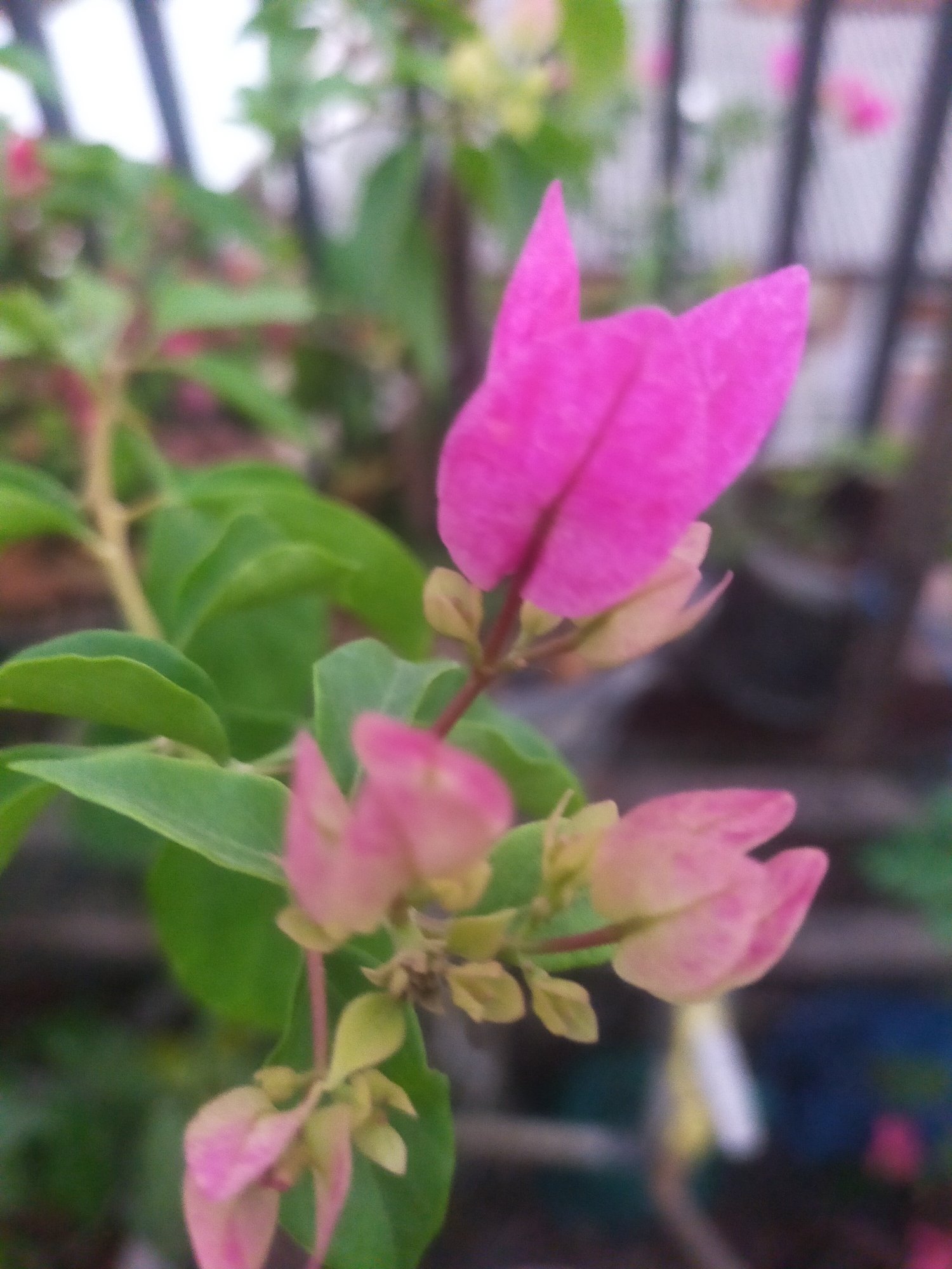 The image shows a close-up, blurred view of pink bougainvillea flowers and green leaves. The flowers are the main subject, with one prominent pink bract in the upper right portion of the frame and several other less distinct pink and green elements suggesting more flowers and foliage below. The background is out of focus and appears to be an outdoor environment with dark vertical structures that could be part of a fence or trellis, and a blurred green and brown landscape. There are no people or animals visible in the image. The setting does not provide specific indicators to confirm its location in Tegalandong, Indonesia.