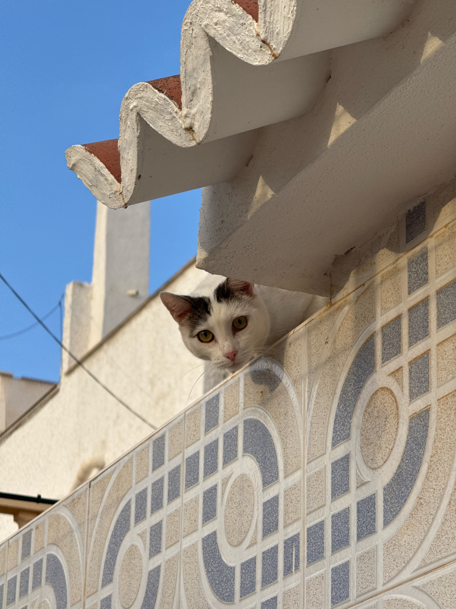 A white cat with black markings on its head and ears peers over a tiled wall. The cat has yellow eyes and a pink nose. The wall is decorated with a patterned mosaic of beige, white, and blue square and circular tiles. Above the wall, a white building with a red-tiled roof and decorative white trim is visible against a clear blue sky. The scene appears to be outdoors, possibly on a rooftop or balcony, in a Mediterranean-style setting, consistent with locations in Torrevieja, Spain.