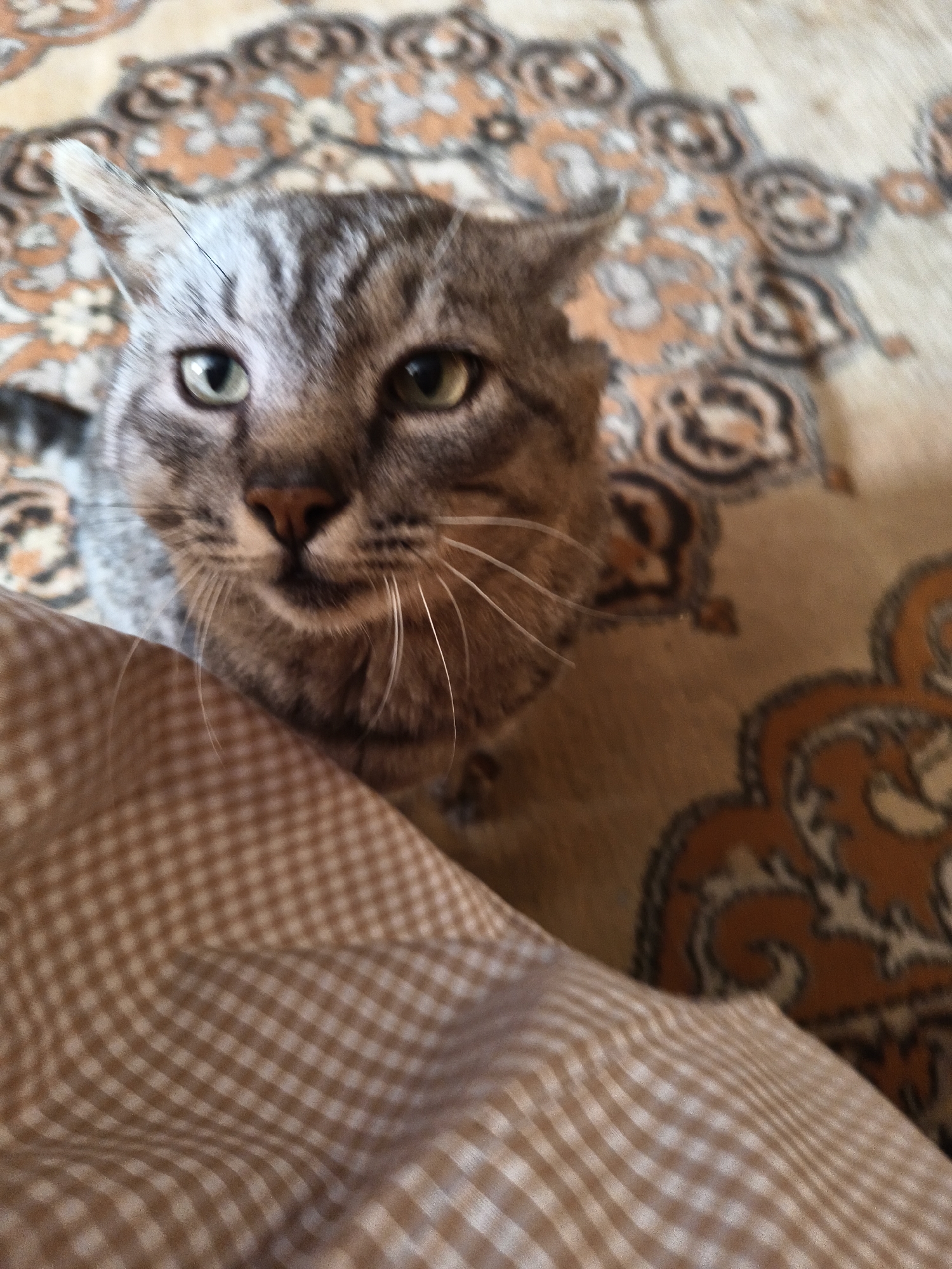 A gray tabby cat with green eyes is the primary subject of the image, positioned on a patterned surface that appears to be a rug or blanket. The cat is partially obscured by a light brown and white checkered fabric. The location is unknown.