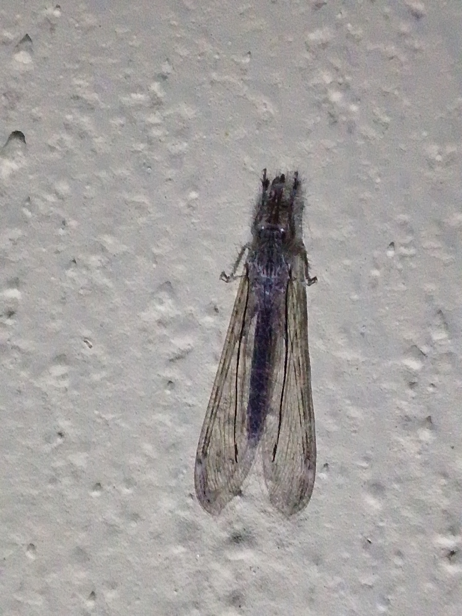 An insect, likely a dobsonfly based on its appearance with long antennae, a dark body, and membranous wings with visible veins, is perched on a textured, light-colored surface. The surface appears to be a wall with a rough, uneven texture, showing small divots and raised areas. The lighting suggests it may be indoors or outdoors at night, as the illumination is even and casts no distinct shadows. There are no people, other animals, or discernible environmental features that would indicate a specific location within Serti, Nigeria, beyond the presence of a wall and an insect.