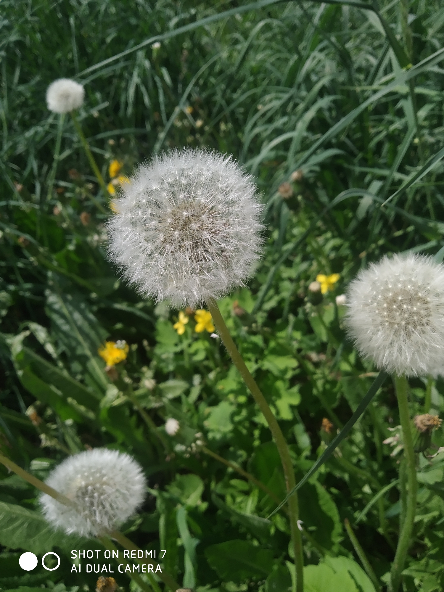 The image shows a close-up of several dandelions in a grassy area. Three dandelions are in focus, with their white, fluffy seed heads prominently displayed. Other dandelions and small yellow flowers are visible in the background, along with green grass and foliage. The photo was taken using a Redmi 7 AI Dual Camera. The location of the photo is likely in an open field in the city of Chaikovsky, Russia.