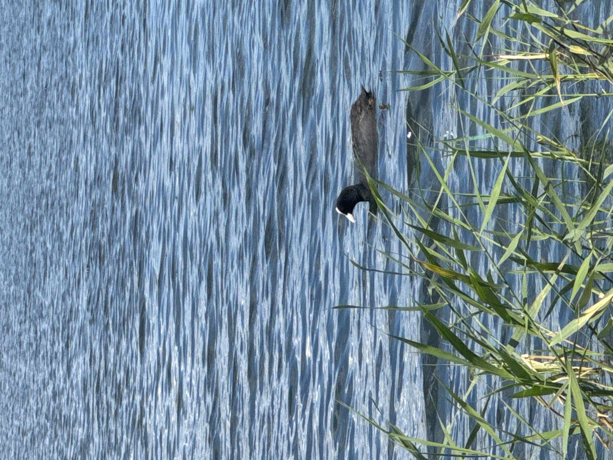 A coot swims in the rippling blue water of a body of water. The bird is dark gray to black with a white forehead and beak. Green reeds are in the foreground, obscuring part of the water. The scene is likely outdoors in Mar'yanivka, Ukraine.