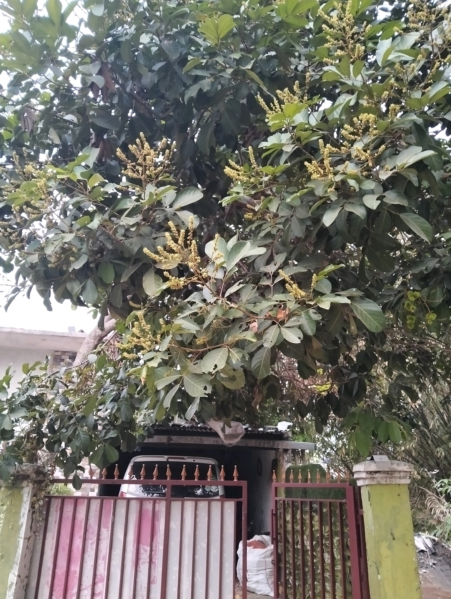 A vertical, medium shot captures a tree with abundant green leaves and numerous clusters of small, pale yellow flowers in bloom. The tree's branches extend from the top half of the frame downwards, obscuring much of the background. Below the tree, a portion of a white car with a dark rear window is visible, parked under a covered area. In the foreground, a red and white striped metal gate with pointed finials runs across the bottom of the image. To the right of the gate, a weathered, light green concrete pillar stands tall. The scene suggests a residential or private property setting in Cileungsi, Indonesia.