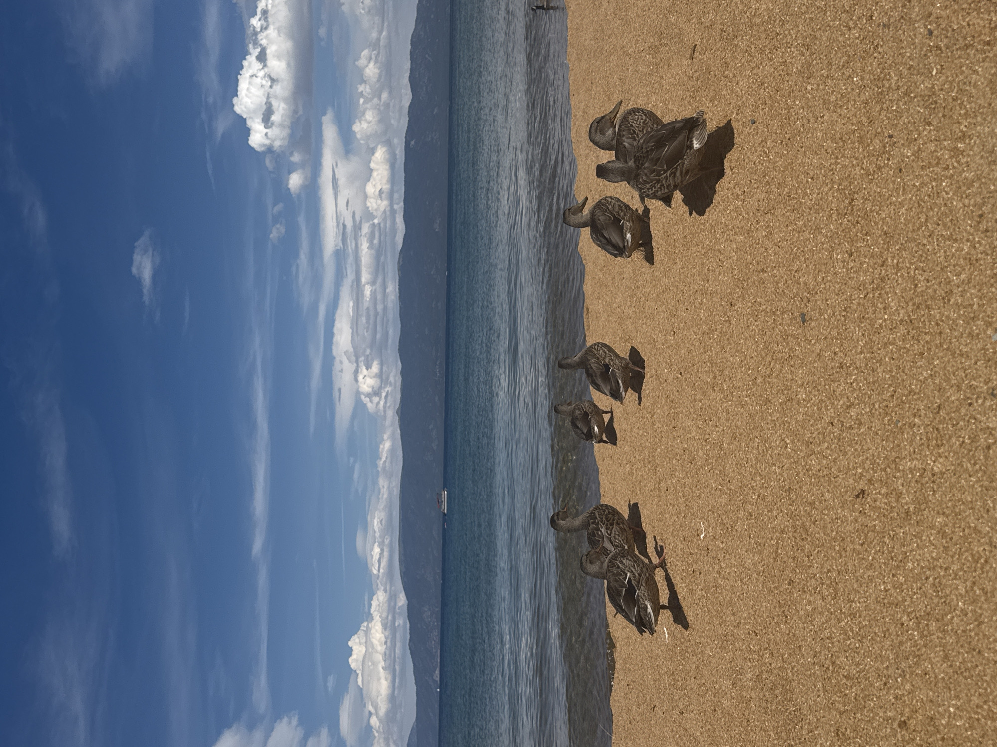 Eight ducks are gathered on a sandy shore. The ducks are facing various directions, with some looking towards the water and others looking away. The water is calm, with gentle waves lapping at the shore. In the background, mountains rise from the water, and a clear blue sky with white, puffy clouds stretches above. A small boat is visible on the water in the distance. The scene appears to be a tranquil day at a lake or ocean. The location is not specified as Spring Creek, United States.