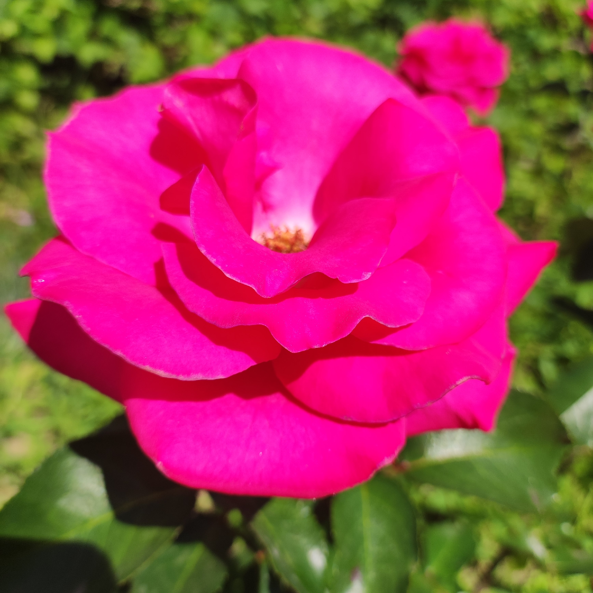 A close-up, slightly low-angle shot focuses on a vibrant pink rose in full bloom. The rose's petals are a rich, saturated fuchsia, with delicate folds and a slight curl at the edges. The center of the rose reveals a cluster of yellow stamens. The background is a soft blur of green foliage, indicating an outdoor setting, possibly a garden or park. Sunlight highlights the texture and curves of the petals, creating subtle shadows that add depth. In the upper right corner, a second, out-of-focus pink bloom is visible. This image was taken in Navoloki, Russia.