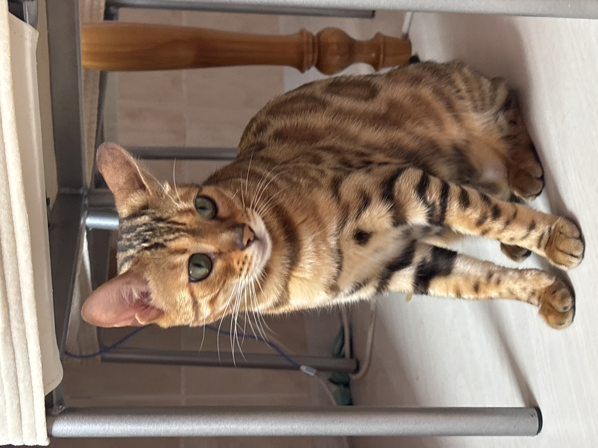 A Bengal cat with green eyes and a spotted and striped coat is sitting on a white floor. The cat is positioned under a piece of furniture with silver legs and a cream-colored fabric top. A wooden table leg is visible to the right of the cat. The background is a wall. The image does not contain information about the city of Noviy, Russia.