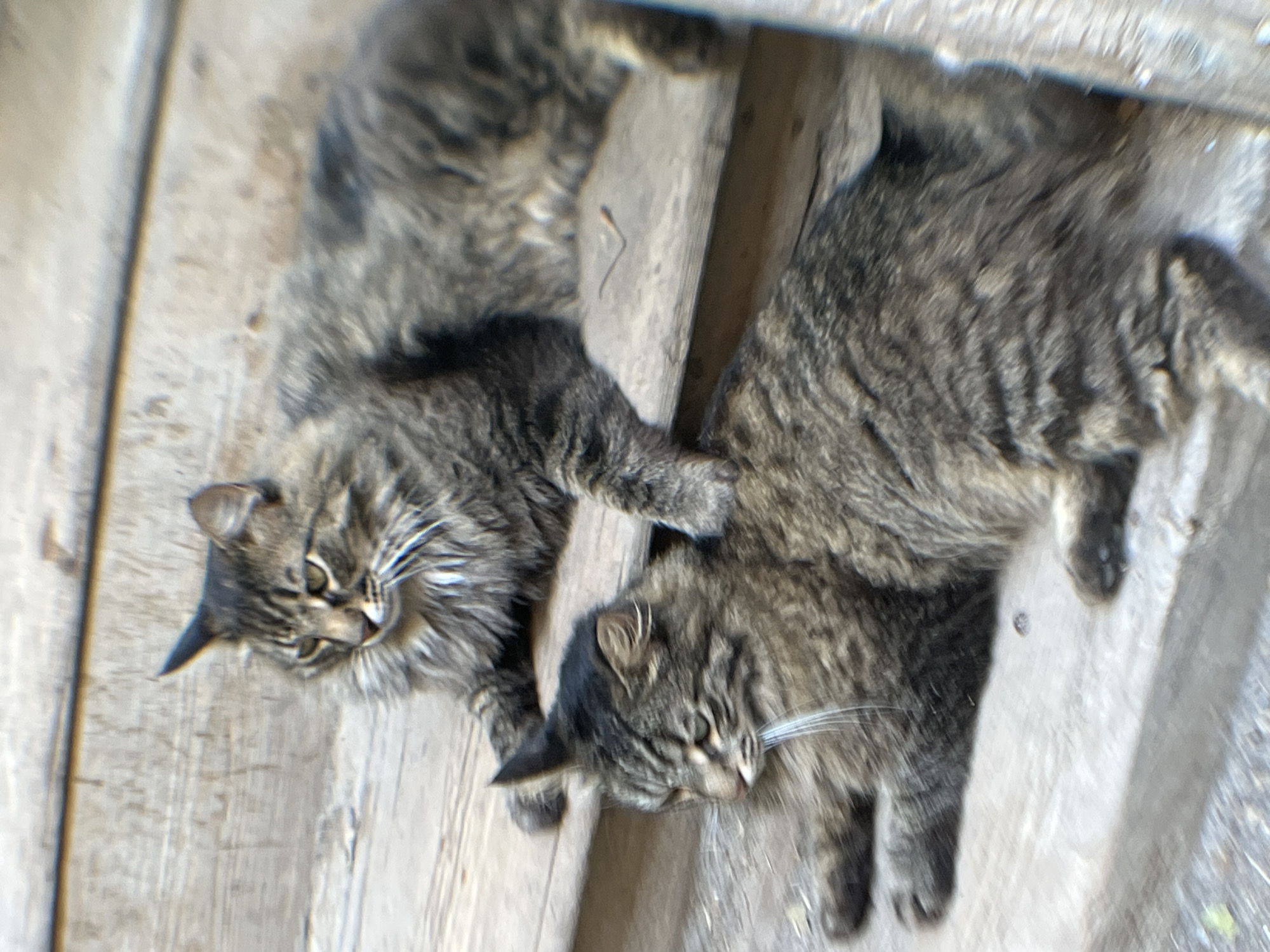 Two tabby cats, one lying below the other on wooden steps, are the subjects of this outdoor photograph. The cat in the foreground is lying on its side with its front paws extended. The cat above it is lying on its belly with its front paws resting on the step behind the lower cat. Both cats appear to be domestic short-haired tabbies with grey and brown fur. The background consists of weathered wooden planks, likely part of a staircase or porch. The scene is devoid of human presence, and the overall environment suggests a rural or semi-rural setting. The photograph was taken in Krasnyye Barrikady, Russia.