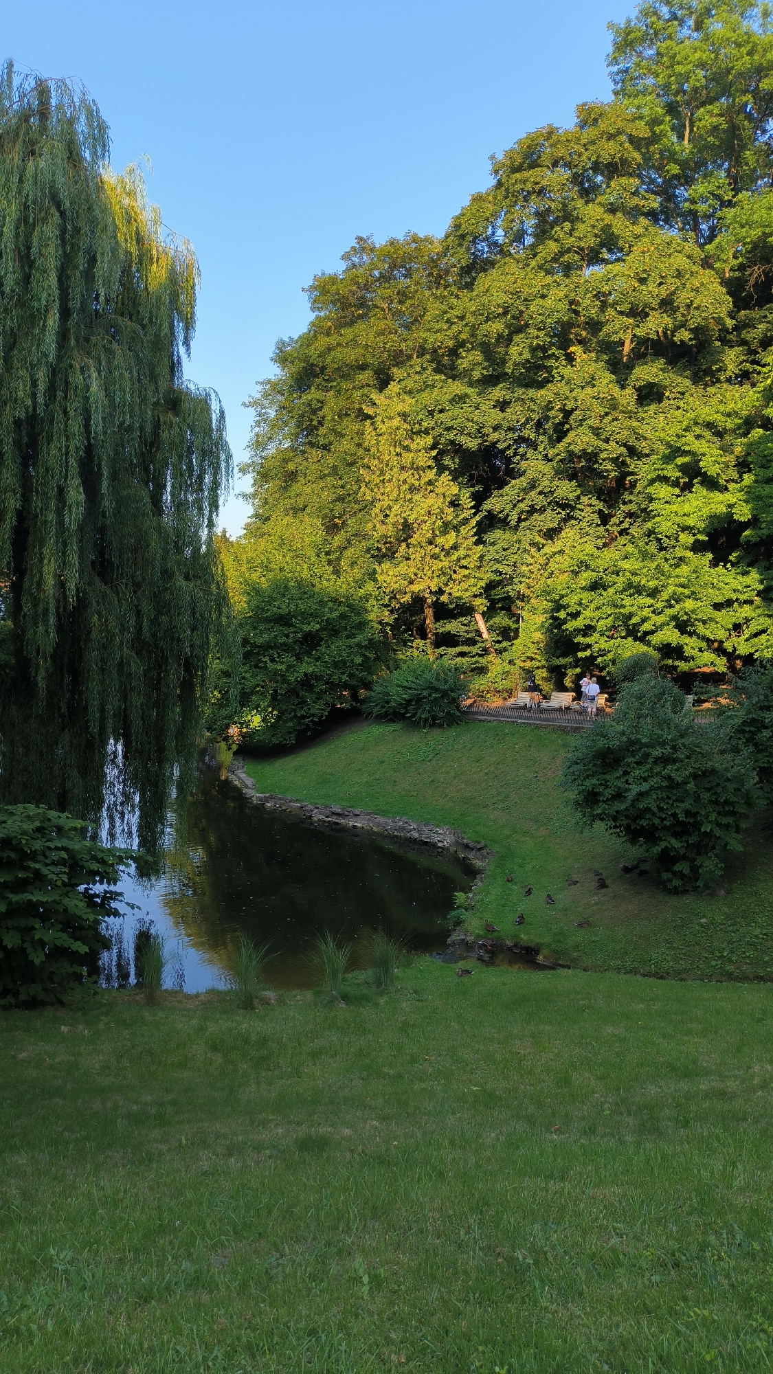 The image depicts a scenic view of a park, likely in Lviv, Ukraine, on a clear day with a vibrant blue sky. Dominating the left side of the frame is a lush, weeping willow tree, its long, green branches cascading towards a dark, still pond. The pond's edge is defined by a rustic stone border, and tall, thin grasses grow at its bank.
Across the pond, the terrain slopes upwards, covered in neatly manicured green grass. Further up the slope, a paved pathway runs horizontally, lined with park benches. On this pathway, two individuals are visible, appearing to be casually walking or resting. The pathway is nestled amongst a dense collection of mature, leafy trees with vibrant green foliage, some catching the sunlight and appearing yellow-green.
A cluster of ducks are present on the grassy bank near the pond's edge, some pecking at the ground and others gathered together. The overall atmosphere is serene and natural, suggesting a peaceful park setting within the city.