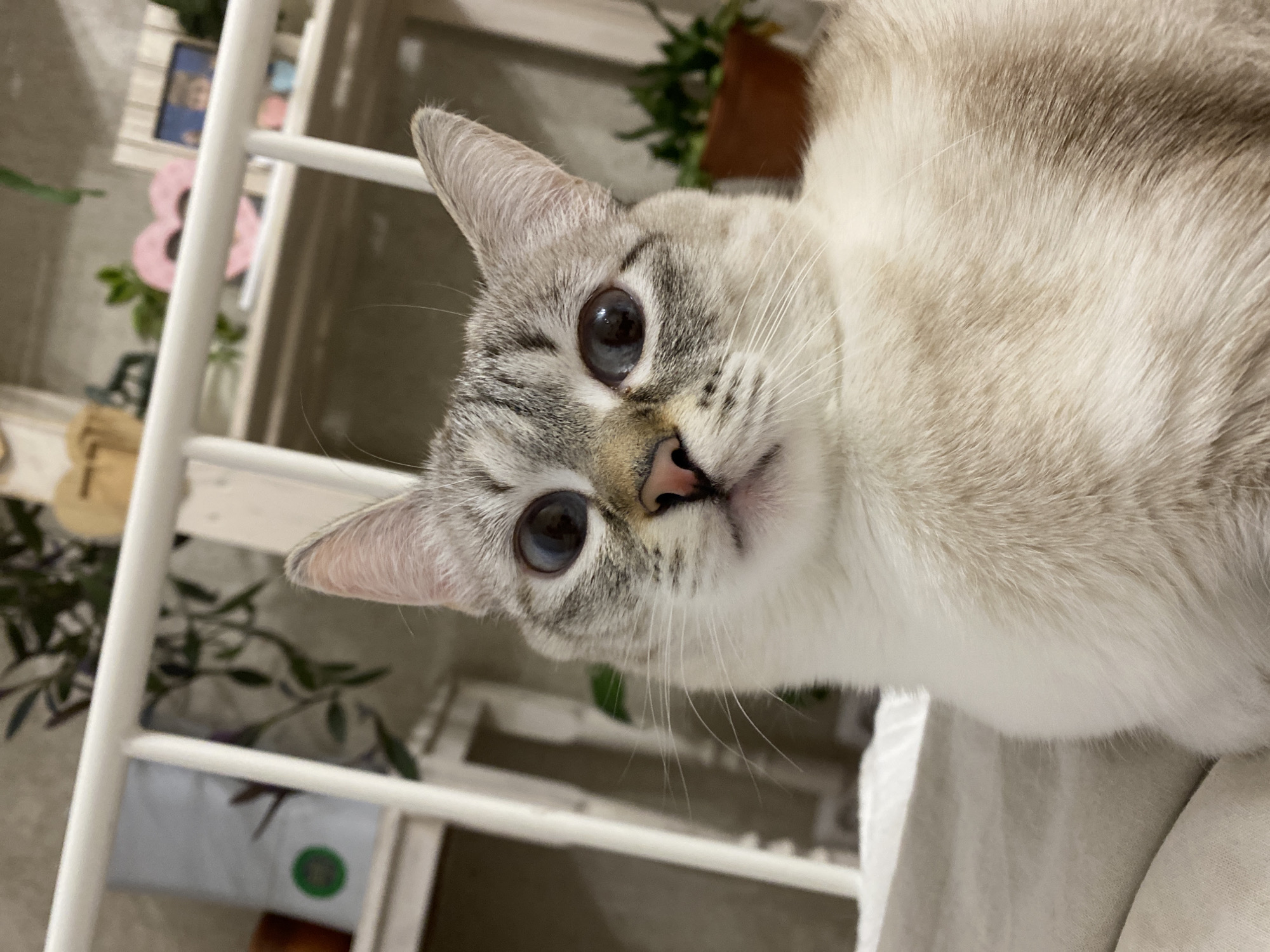 A close-up portrait features a domestic cat looking directly at the camera with an alert and curious expression. The cat has light cream and white fur, with distinctive tabby-like markings in shades of grey and light brown on its face, ears, and back, suggesting a lynx point Siamese or similar breed. Its large, round eyes are a striking deep blue with prominent black pupils. A small, pink nose and long white whiskers are clearly visible. The cat's head is slightly tilted, and it appears to be resting on a soft, light-colored fabric surface, possibly a blanket or bed. The background is blurred but reveals an indoor setting in Yekaterinburg, Russia. Visible elements include white slatted furniture, likely shelves or a cat tree, along with glimpses of green leafy plants, a pink heart-shaped decorative item, and a blue framed object. A faint green circular object can also be discerned in the lower background. No text is visible in the image.