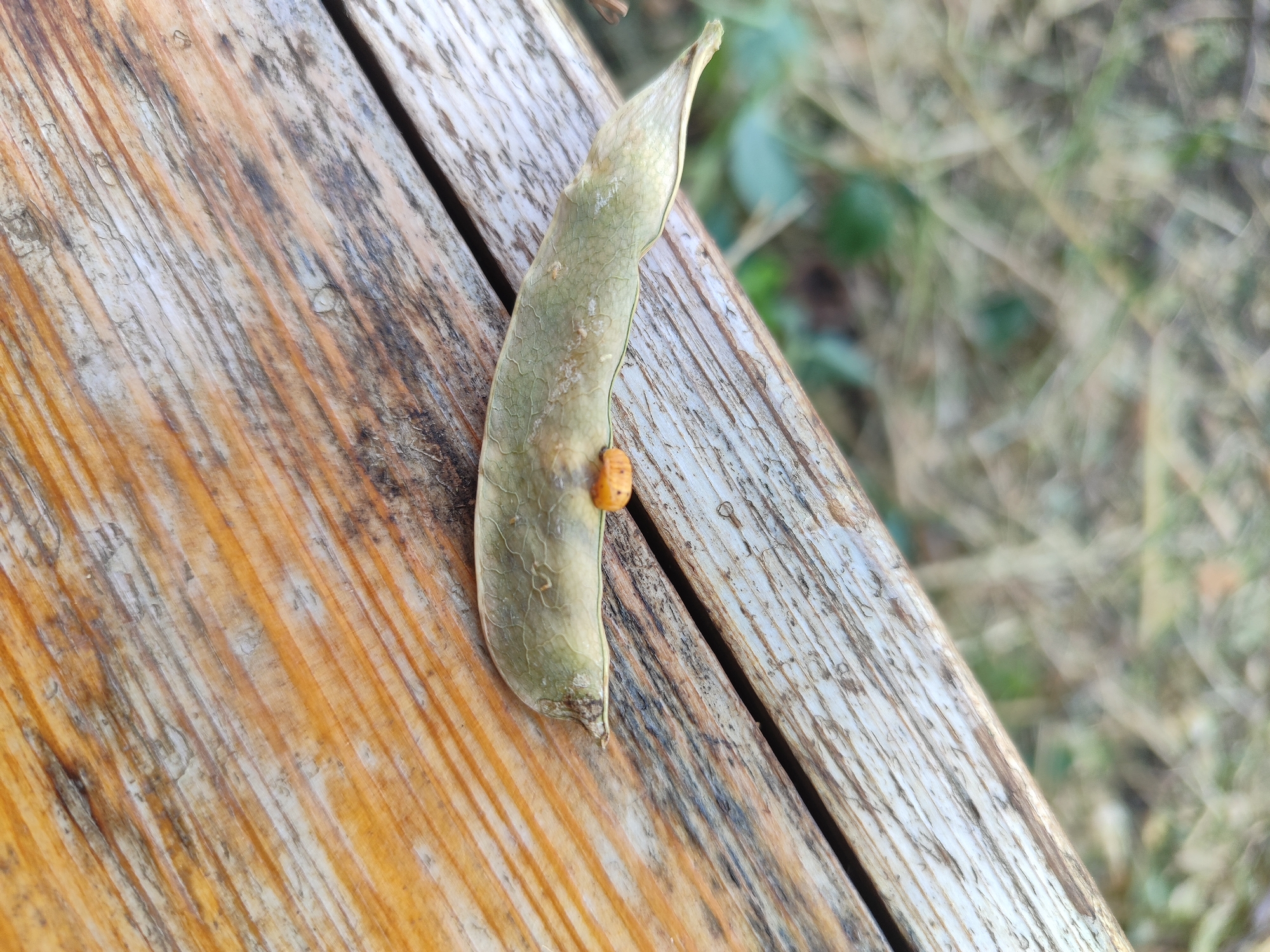 A close-up shot showcases a single, light green, dry bean pod resting diagonally on weathered wooden planks. The pod appears brittle and elongated, with faint veins visible on its surface. Attached to the pod, near its center, is a small, bright orange object, possibly an insect or a seed. The wooden planks are aged, exhibiting a textured grain with variations in color, including brown, gray, and hints of orange, suggesting outdoor exposure. The background is a blurred expanse of dry grass and muted green foliage, indicating an outdoor environment. The specific location of Novosamarka, Ukraine, is not discernible from the visual information provided.