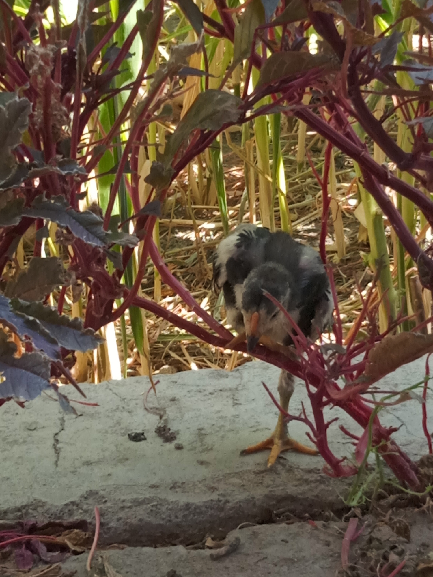 A young bird with dark gray and white plumage is perched on a reddish-purple plant stem, partially hidden by foliage. The bird is looking downwards with its orange beak slightly open. Its bright orange feet are splayed on the stem. In the background, dry stalks of corn or similar plants are visible. The bird is positioned on a rough, light-colored stone surface.