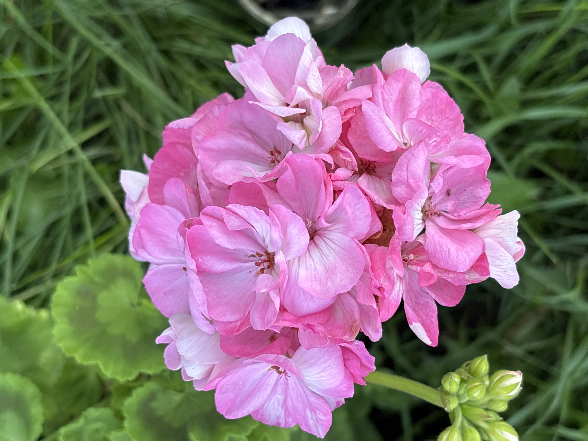 A close-up, overhead shot captures a cluster of vibrant pink geranium flowers with white-tipped petals. The flowers are in full bloom, with several layers of delicate petals forming a rounded shape. The stamens are visible in the center of some of the flowers, appearing as small, reddish-brown structures. To the left of the main flower cluster, a stem with several green buds is visible, some showing hints of white. The background is a blur of lush green grass, indicating an outdoor setting. The image is likely taken in a garden or park within the city of Ворошиловка, Kazakhstan.