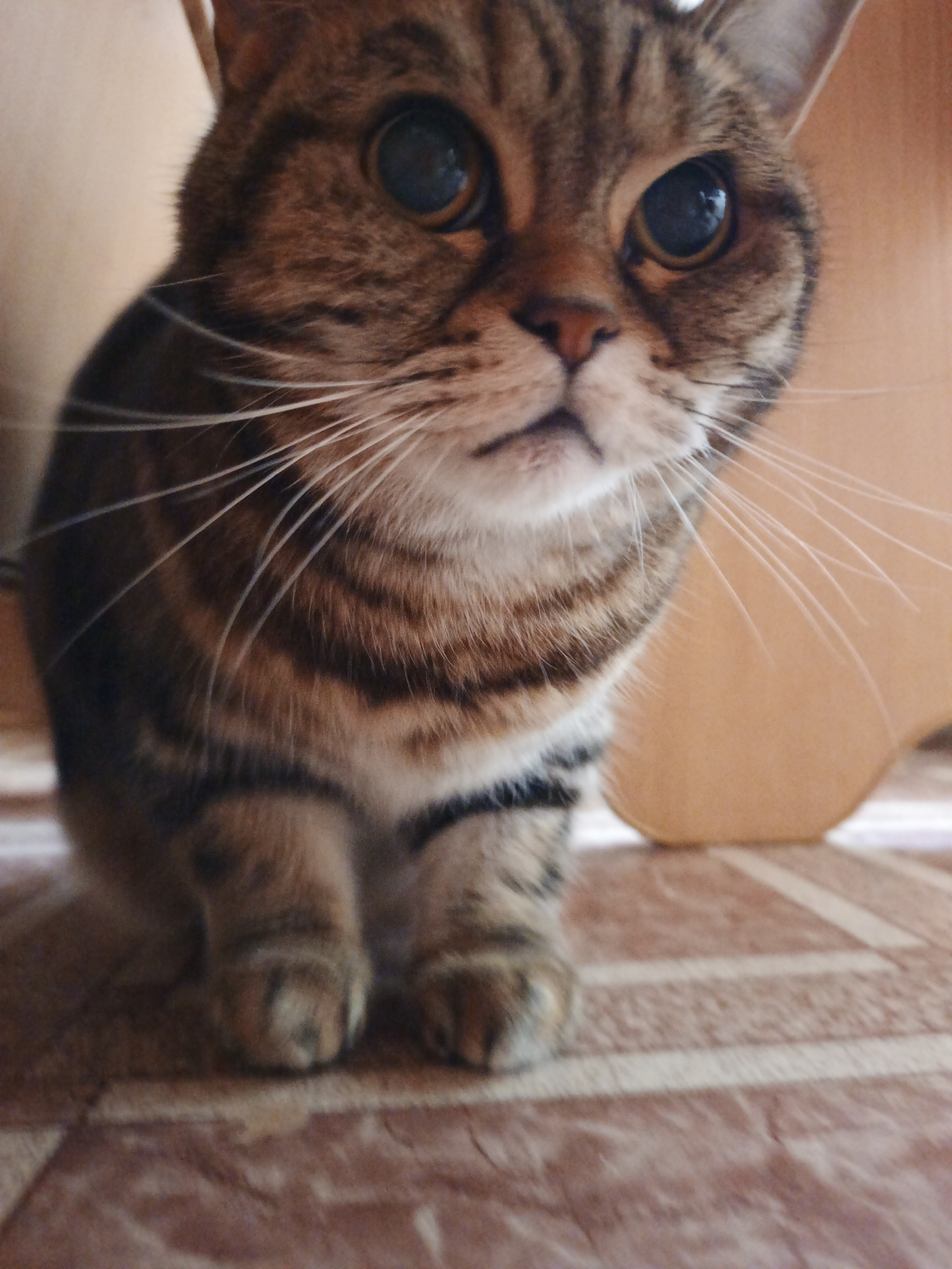 The image shows a close-up, low-angle shot of a tabby cat sitting on a patterned floor. The cat is facing the camera, with its large, dark eyes prominent. Its fur is a mix of brown, black, and cream stripes. The cat's paws are visible in the foreground. The background is out of focus, showing an indistinct warm-colored surface and the leg of a piece of furniture. The scene is indoors, with lighting suggesting it might be taken during the day. No specific location in Medvedyovka, Russia, can be identified from the image itself.