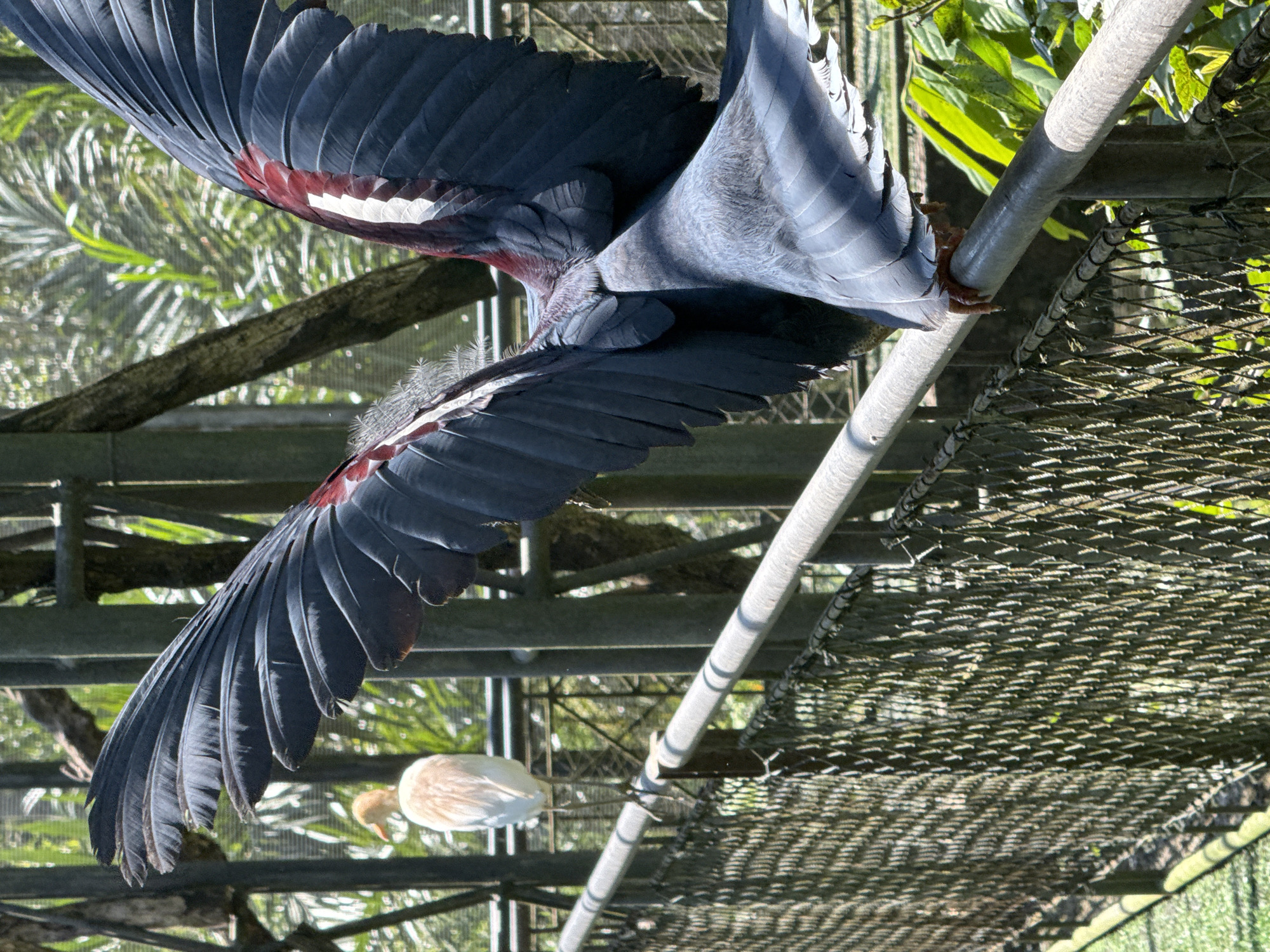 The image, taken outdoors in what appears to be a zoo or bird park in Baturiti, Indonesia, features a Victoria Crowned Pigeon (Goura victoria). The bird, largely blue-gray with maroon and white patches on its wings, is perched on a horizontal metal pipe, with its wings spread. A second bird, possibly a cattle egret, is visible below the pigeon on the ground. The background contains a dense green foliage of what looks like a tropical environment with a fence of some sort. The perspective is angled, creating a slightly disorienting view of the scene.