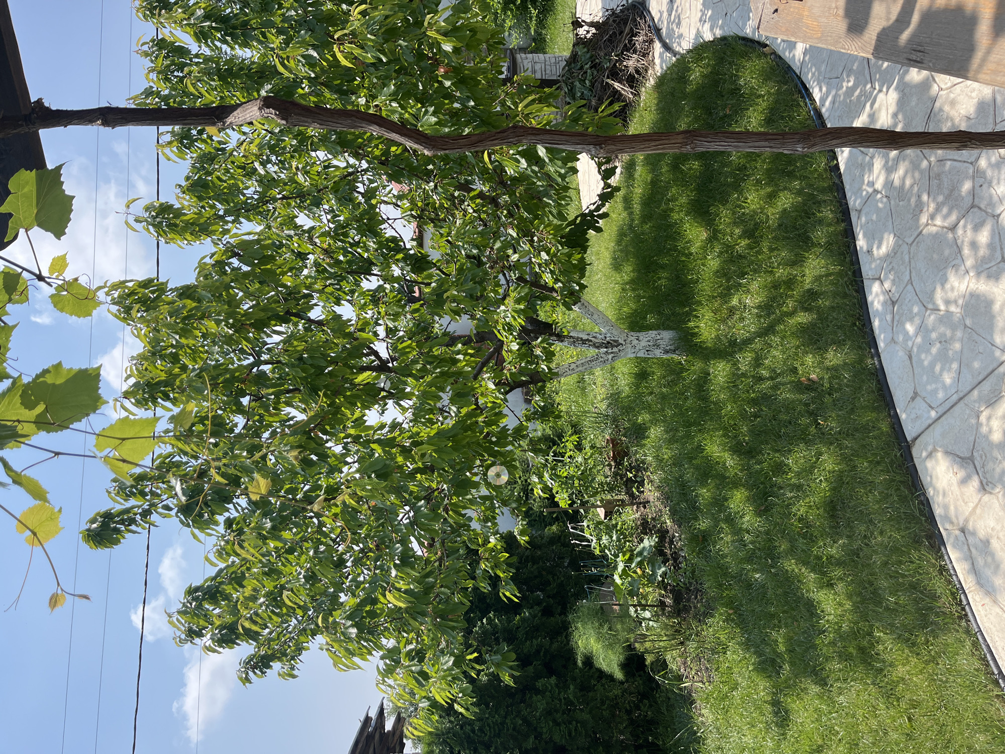 The image captures a vibrant garden scene under a bright, clear sky in Войводино, Bulgaria. The perspective looks slightly upwards, revealing lush greenery and a well-maintained outdoor space.
In the foreground, to the left, a vine with large, green leaves, possibly grape, is visible, supported by a dark wooden structure. A thick, gnarled tree branch, likely part of the vine or another tree, spans diagonally across the upper portion of the frame.
The central focus is a large deciduous tree with a dense canopy of healthy green leaves, indicating a sunny day. The trunk of this tree, notably painted white at its base, stands on a grassy area. To the right, a neatly manicured lawn of bright green grass curves alongside a light-colored, patterned stone pathway, which appears to be made of concrete pavers. Shadows from the overhead foliage or nearby structures are cast distinctly across both the grass and the pathway, highlighting the bright sunlight.
In the background, behind the main tree, there are darker green bushes or trees. A small garden patch with various plants and some visible gardening supports (stakes) can be seen near the main tree's base. A subtle detail within the tree's foliage is a reflective disk, possibly a CD, hanging from a branch, which might be a bird deterrent. Power lines are visible stretching across the clear blue sky, which features a few scattered white clouds. The overall scene suggests a peaceful, sunny day in a private garden or yard. No visible text is present in the image.