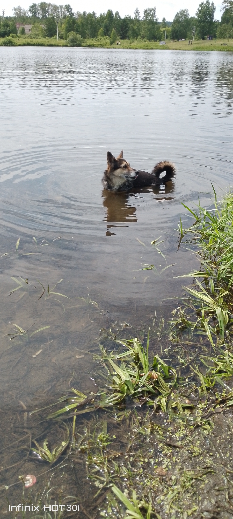 A medium-sized dog with brown and black fur stands in shallow water, its body partially submerged. The dog is looking to its right. The water is clear enough to see the muddy bottom and some aquatic plants. The foreground is dominated by green grass and reeds growing along the edge of the water. In the background, across the lake, is a dense line of trees. The sky is overcast. The image appears to have been taken from a low angle, close to the water's surface. The location is identified as Kedrovy, Russia, based on the watermark in the lower-left corner.