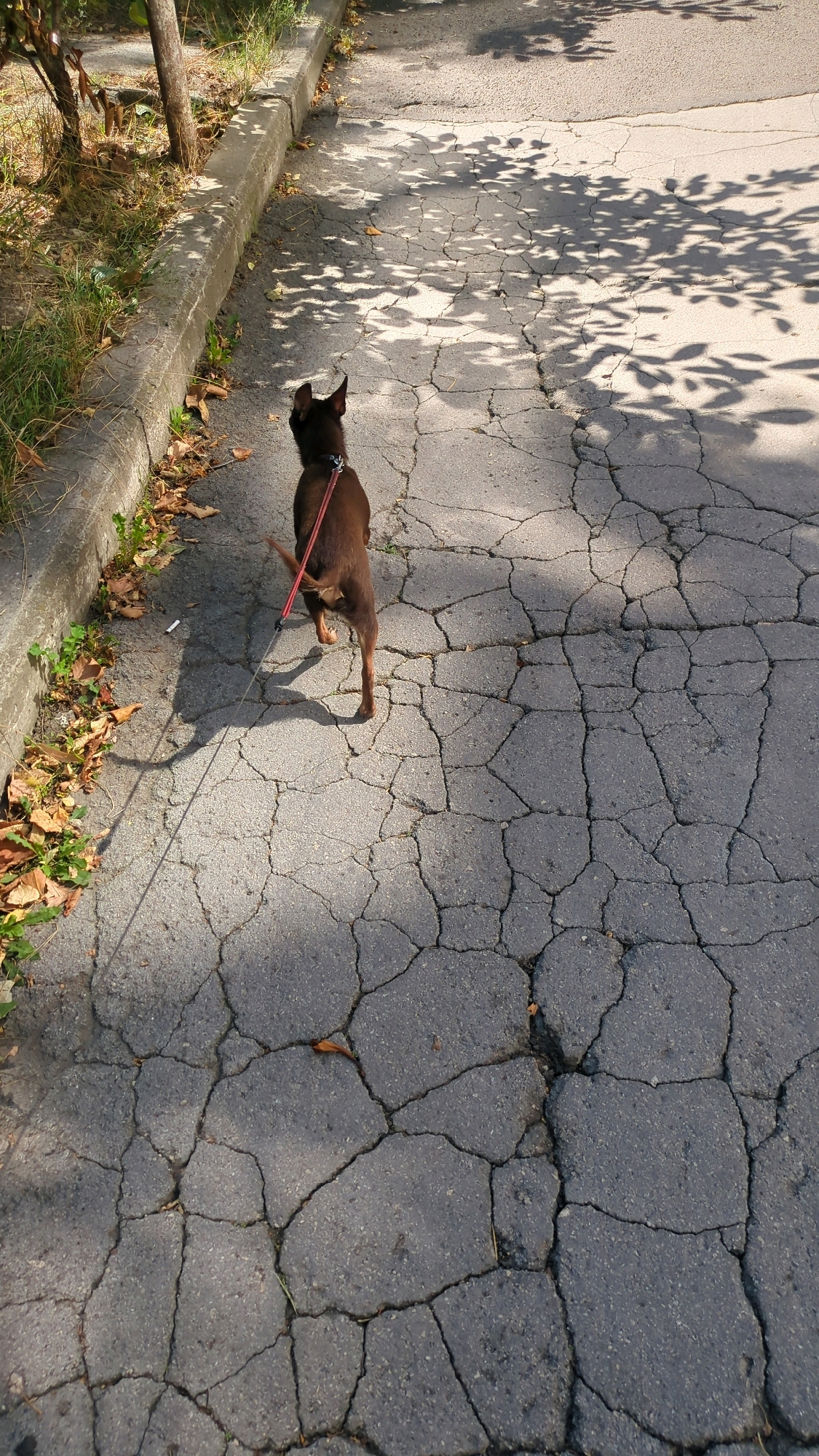 A small, brown dog is on a red leash, walking on a cracked asphalt path next to a concrete curb. The dog is facing away from the camera, with its tail slightly raised. The path is dappled with sunlight and shadows from overhead trees. Fallen leaves are scattered on the curb and along the edge of the path. The scene appears to be in an outdoor, urban setting, possibly a park or a residential street in Chișinău, Moldova.