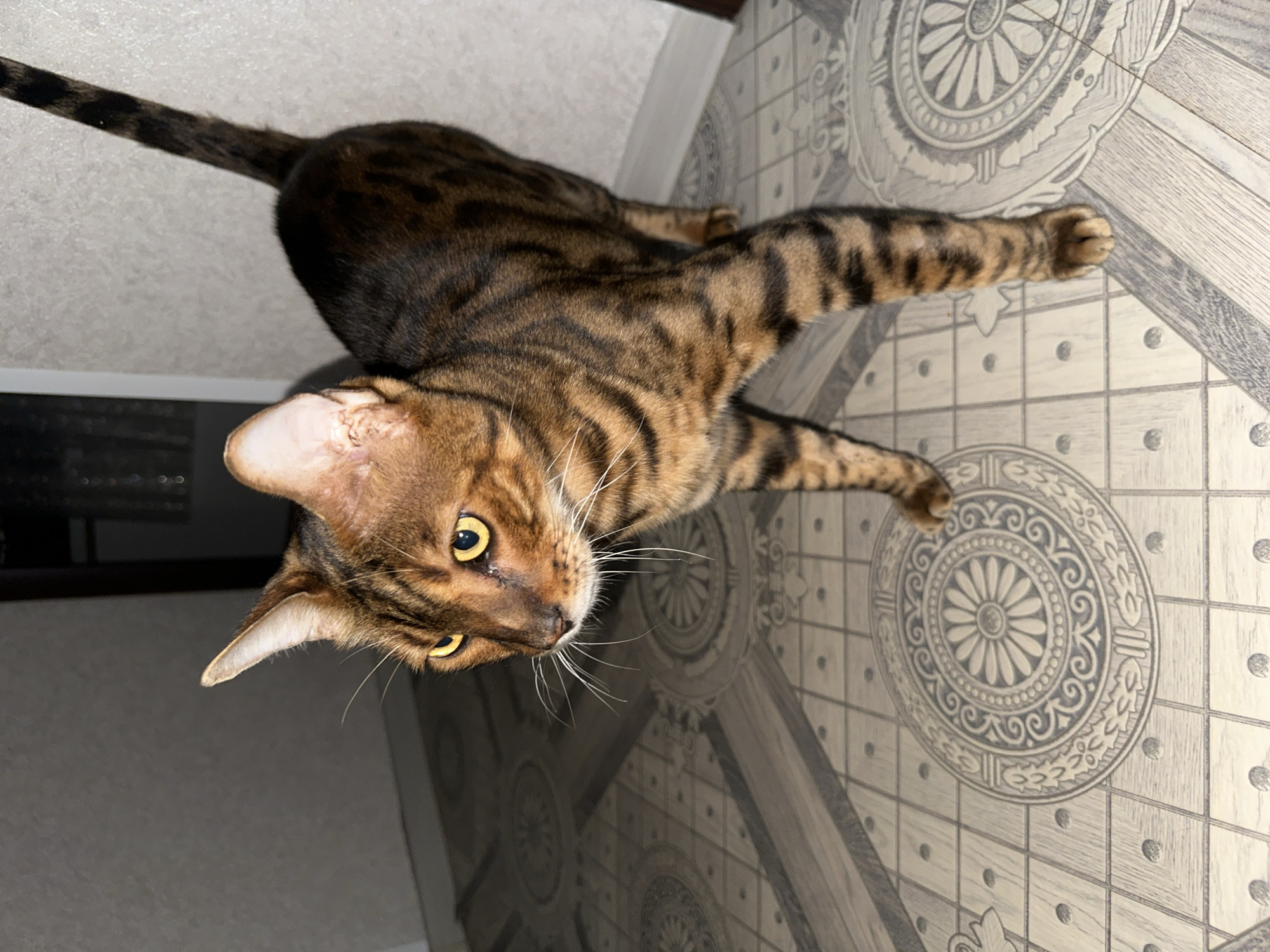 The image shows a Bengal cat standing on a patterned tile floor. The cat has distinctive brown and black stripes and yellow eyes. The floor has a repeating pattern of circles and squares. The background appears to be an indoor setting, possibly a hallway, with a wall to the right and a darker area to the left. There is no indication of the city of Energetik, Russia, or any specific location.