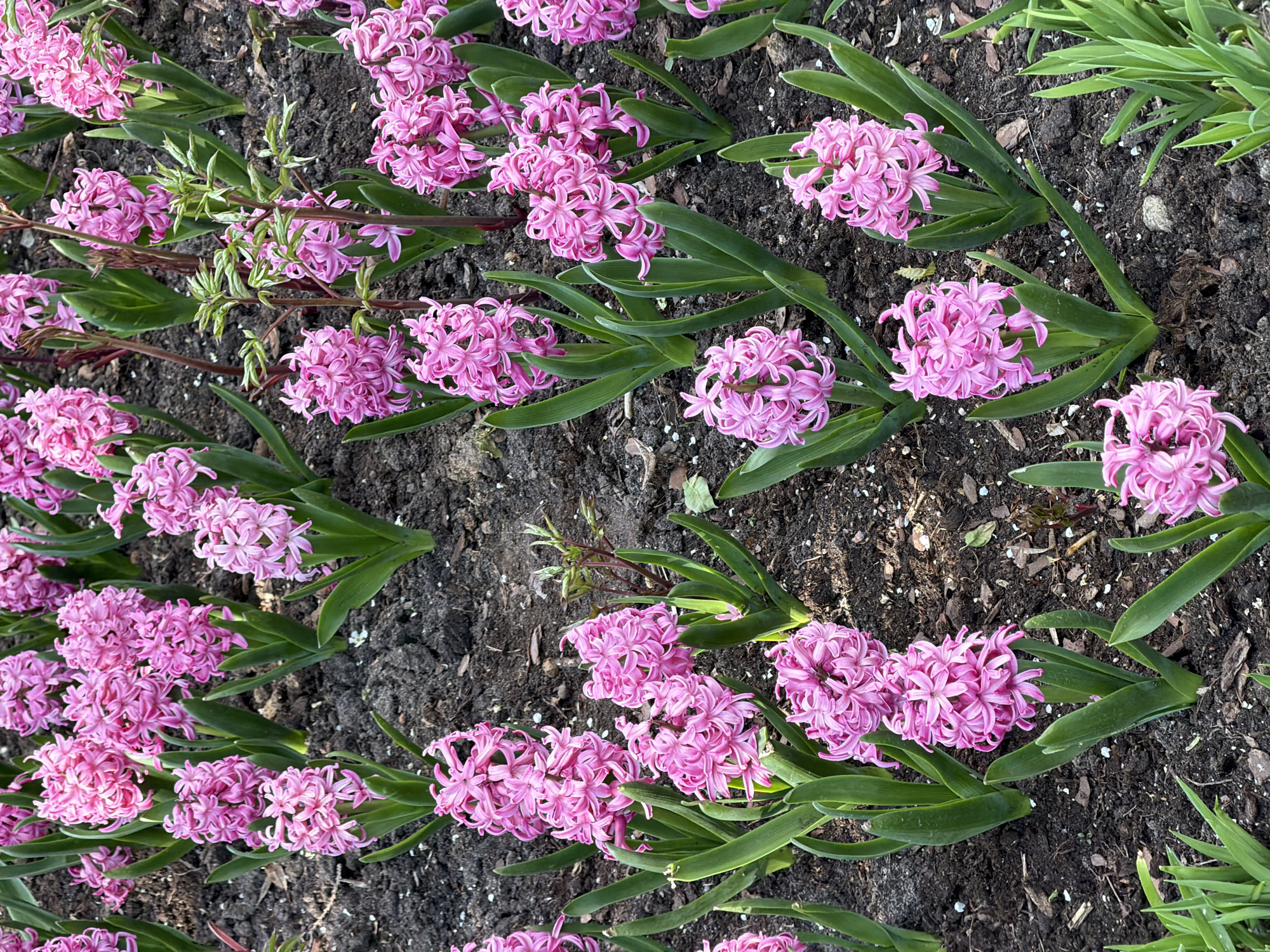 A top-down shot shows rows of pink hyacinth flowers in a garden bed. The flowers are in full bloom, densely packed together in clusters. The leaves are green and strap-like. The soil is dark brown and contains scattered bits of mulch. Some green foliage from other plants is visible on the edges. The location is not discernible from the image. There is no indication that this is in Moscow, Russia.