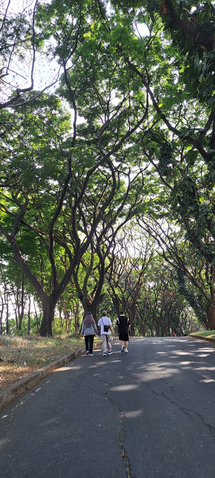 A vertical, medium-shot photograph captures three individuals walking away from the viewer down a paved road that winds through a park-like setting characterized by numerous large trees with dense green canopies. The road is asphalt and shows signs of wear, with several visible cracks. On the left side of the road, a concrete curb separates the pavement from a grassy area with dry patches.
The three people are walking in single file. The person in the lead, on the left, is wearing a grey long-sleeved top and dark pants, with a headscarf. The middle person is wearing a white short-sleeved shirt and light-colored pants, carrying a white bottle in their left hand and a white bag with a strap over their right shoulder. The person on the right is wearing a black short-sleeved shirt and black shorts. All three are wearing casual footwear.
The dominant feature of the scene is the dense foliage of the trees, which form an overhead archway, filtering sunlight and casting dappled shadows on the road. The trees have thick, dark trunks and branches that extend widely. In the background, more trees and vegetation are visible, creating a sense of depth. The sky is bright and appears overcast or washed out by the sunlight.
The location is identified as the city of Bulukandang, Indonesia. The overall atmosphere suggests a leisurely walk or exercise activity in a green urban space during daylight hours.
