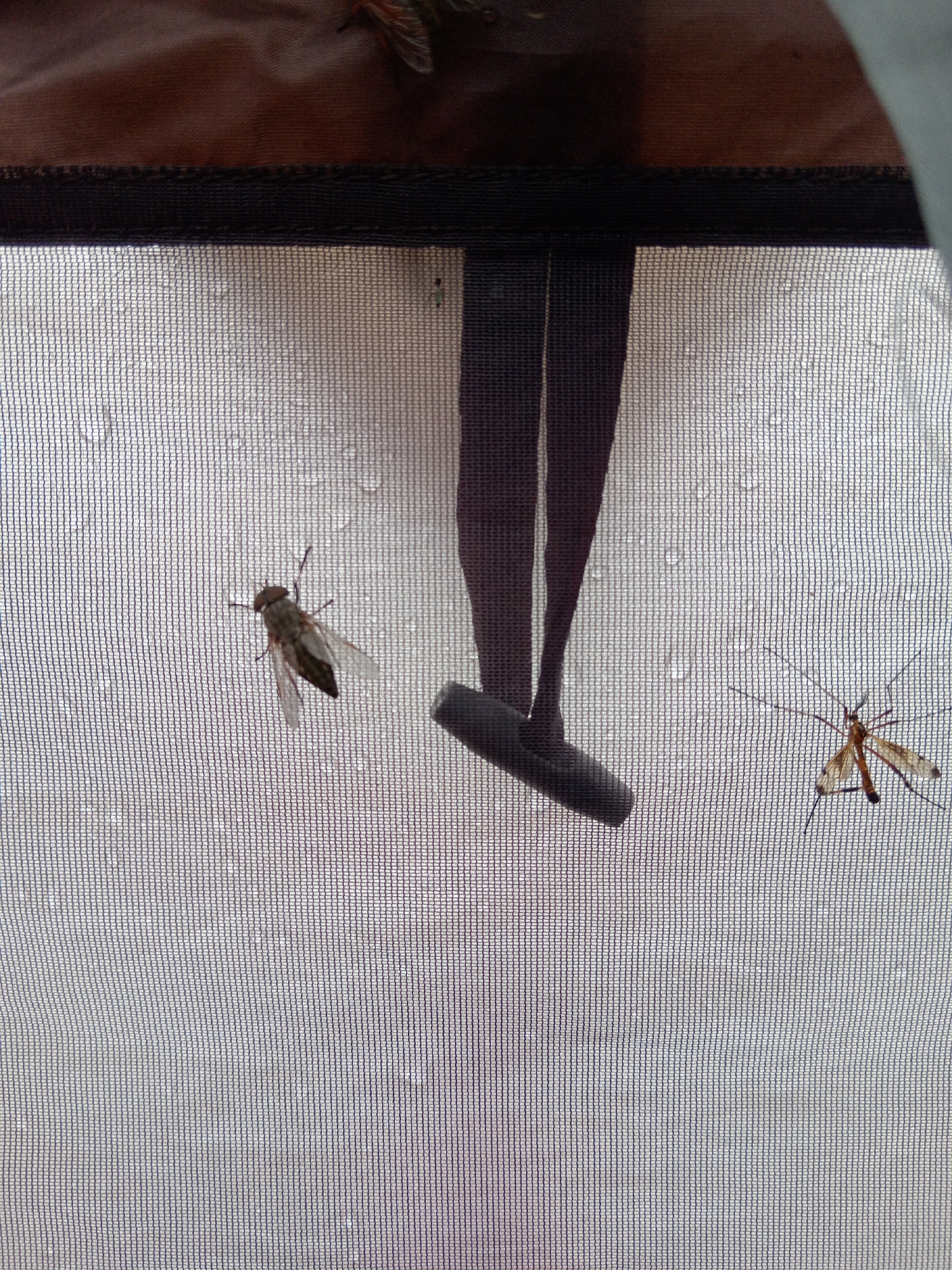 The image shows two insects on a screen. On the left, a fly is positioned with its wings slightly open. On the right, a crane fly with long legs and delicate wings is visible. The screen is wet with water droplets, suggesting it may be raining or has recently rained. In the background, dark fabric and a zipper are visible, possibly indicating a tent or a window covering. There are no people or any signs of human activity in the immediate vicinity of the insects. The overall environment appears to be outdoors, with the presence of insects and water droplets indicating a natural setting. The image does not provide any specific clues about its location in the city of Vasil'evka, Russia.