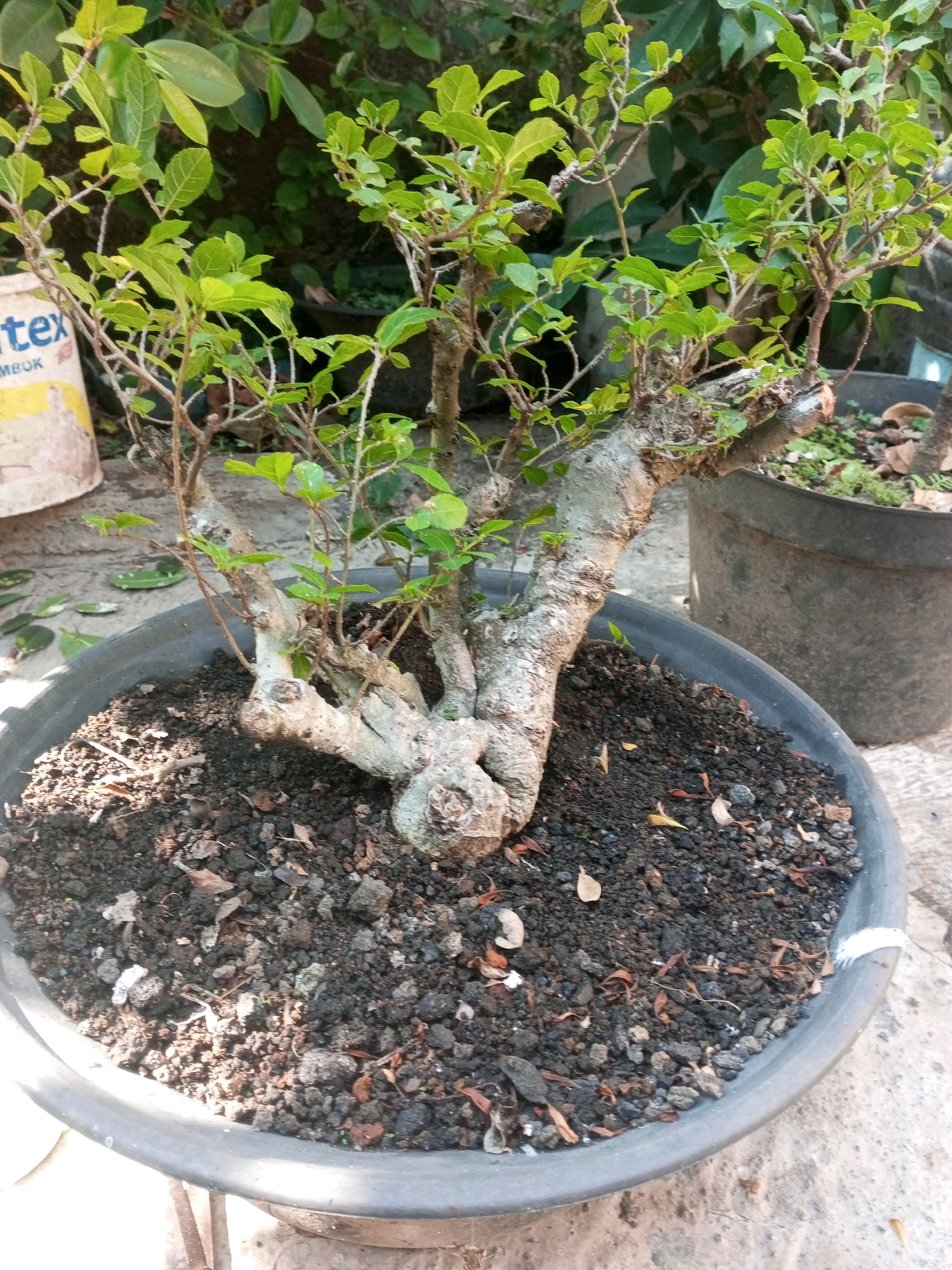 In the city of Langlang, Indonesia, a bonsai tree is planted in a large black plastic pot. The tree has a thick, gnarled trunk and branches covered in small green leaves. The soil in the pot is dark and appears to be a mixture of dirt and organic matter. In the background, other plants are visible, including a larger potted plant and some leafy bushes. To the left of the bonsai, a portion of a light-colored cylindrical object, possibly a bucket or container, is visible. The scene appears to be outdoors, with natural lighting.