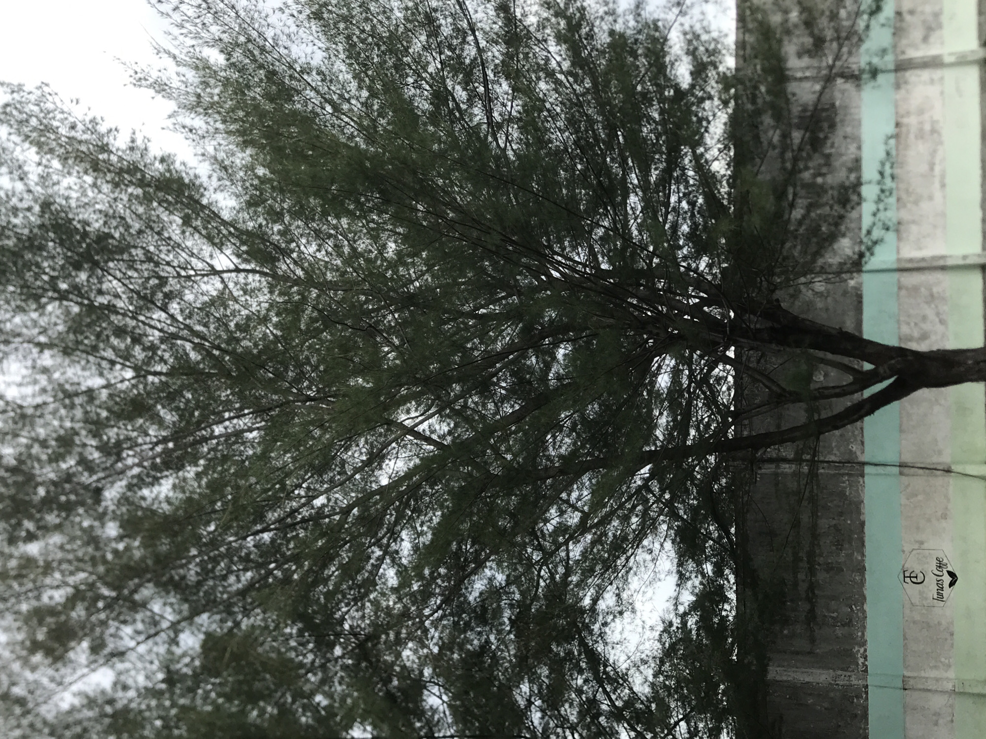 The image shows a tree with needle-like leaves, possibly a casuarina or similar species, with its branches reaching towards the sky. The tree is positioned near a wall painted with vertical stripes in muted colors, including teal, gray, and light green. A logo with the text "Tunas Caffe" is visible on the wall. The sky appears overcast. Based on the presence of the "Tunas Caffe" logo, the location is likely within the city of Lhokseumawe, Indonesia.
