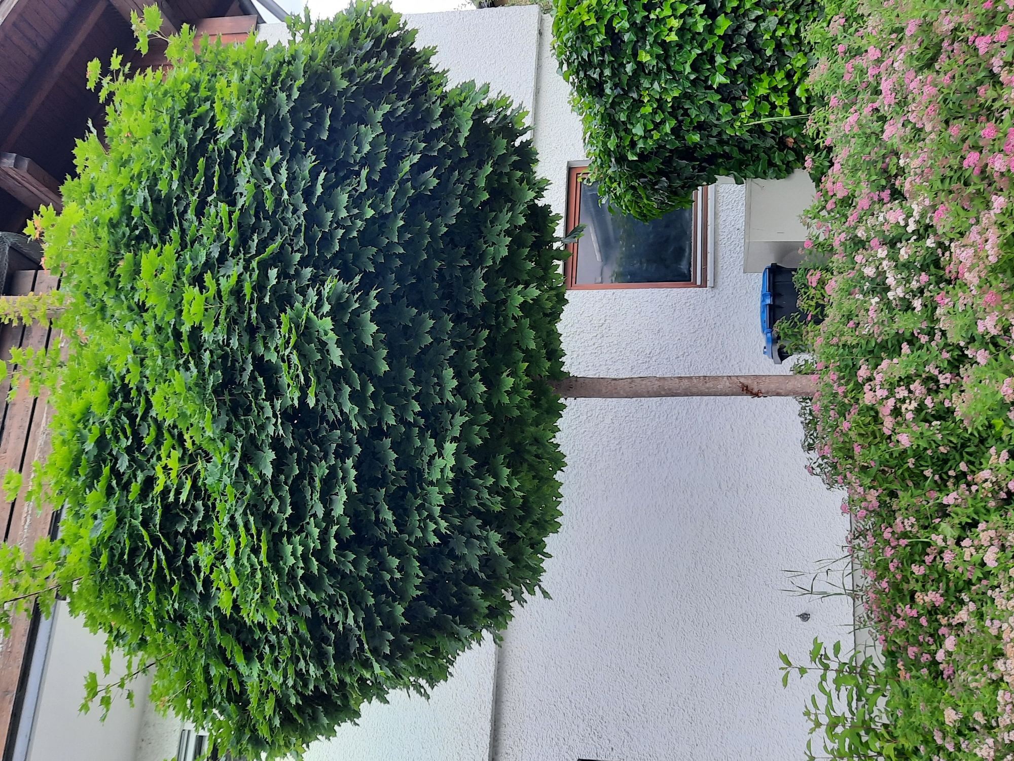 The image depicts a well-maintained residential garden scene in Rosenheim, Germany. Dominating the foreground is a meticulously shaped, globe-shaped tree with vibrant green, palmate leaves, likely a type of maple, standing tall with a single trunk. The tree is surrounded by a dense carpet of flowering shrubs bearing small, delicate pink and white blossoms.
Behind the tree, a portion of a white, textured-exterior house is visible. A dark-framed window with a reflective surface is positioned on this wall. To the right of the window, a thick, lush growth of ivy covers part of the house. At the base of the ivy-covered wall, a light-colored unit, possibly an air conditioning unit, is visible, next to a dark blue trash bin.
The environment suggests a pleasant, possibly overcast, day with soft natural light. The overall impression is one of order and horticultural care, characteristic of a suburban or urban residential setting in Germany.