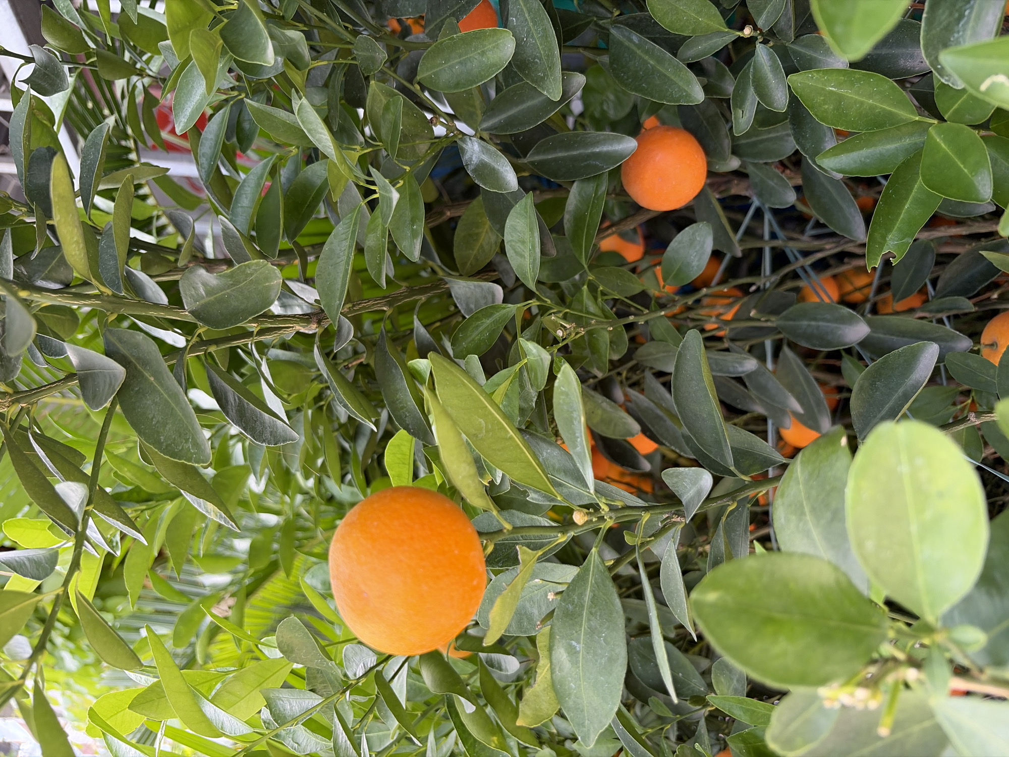 The image shows a close-up view of a kumquat tree bearing ripe fruit. The tree is densely packed with dark green leaves, and several bright orange kumquats are visible throughout the frame. One kumquat is prominently featured in the upper left quadrant, while another is in the lower right. The background is filled with more of the tree's foliage, creating a lush, natural setting. The image appears to have been taken outdoors. Given the context of Đà Nẵng, Vietnam, this scene could be from a home garden, a fruit orchard, or a market stall, where kumquat trees are commonly cultivated for their ornamental value and edible fruit, especially around Tết (Lunar New Year). The image does not contain any people or specific urban landmarks that would pinpoint an exact location within the city.