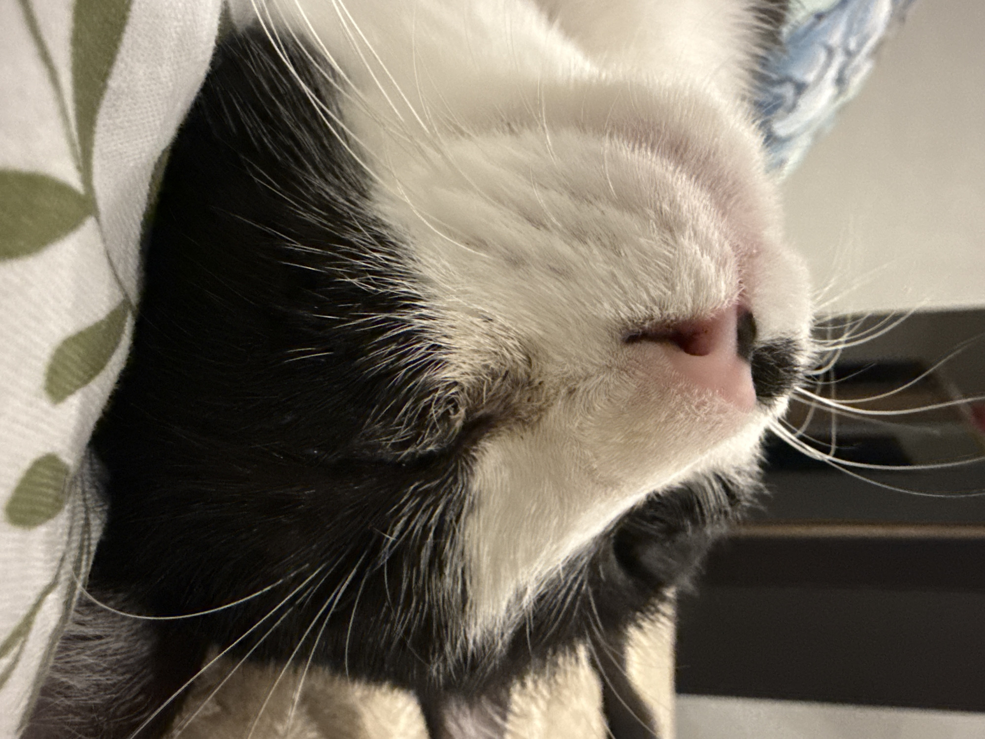 A close-up, low-angle shot shows the face of a black and white cat sleeping on a patterned surface. The cat's pink nose and whiskers are prominent. The background is blurred, but appears to be indoors, possibly on a bed or sofa. The scene is devoid of any recognizable landmarks or clues that would suggest a specific location within Thep Krasatti, Thailand.