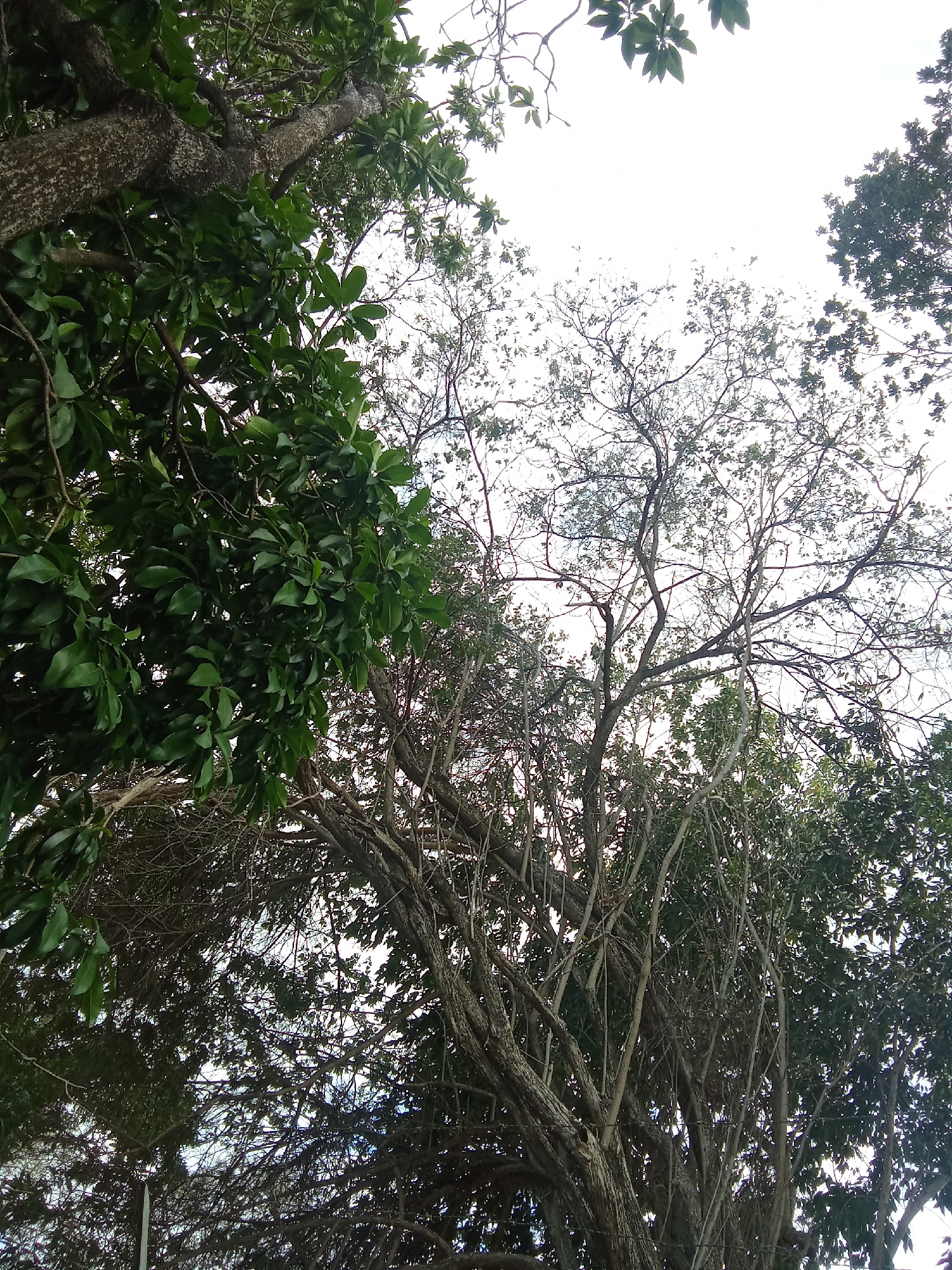 The image shows a view looking up into trees in Juan Griego, Venezuela. The sky is visible through the branches. The trees have a mix of dense green foliage and bare branches.