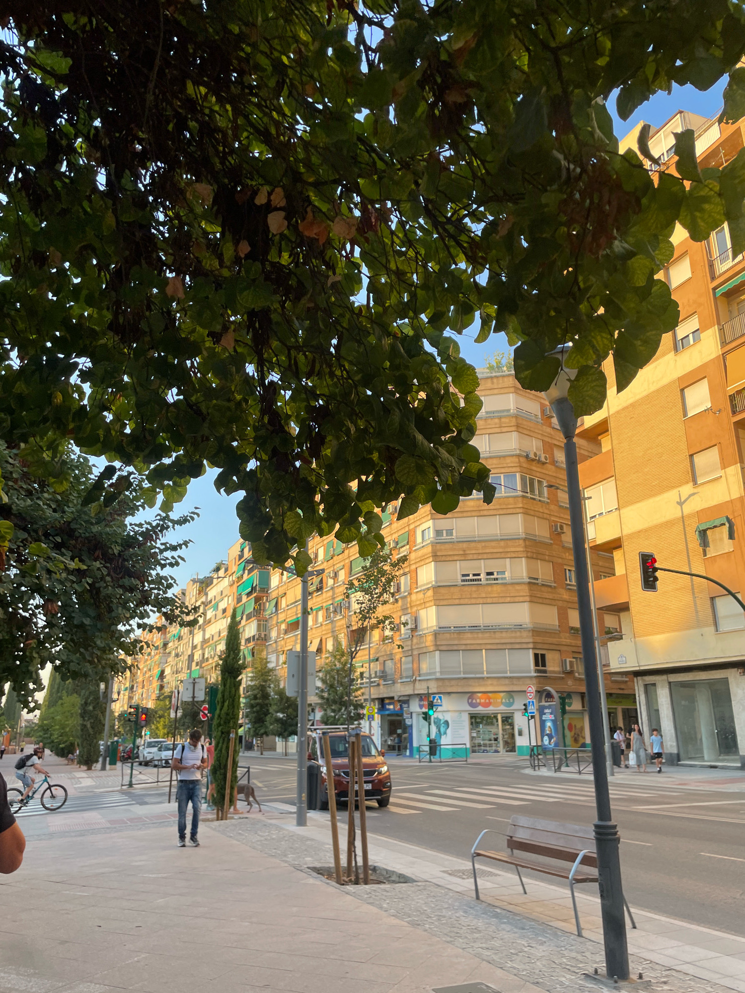 The image depicts a street scene in Granada, Spain, at what appears to be late afternoon or early evening, indicated by the warm lighting. A pedestrian sidewalk runs across the foreground, paved with gray concrete and decorative cobblestones at the edges. A wooden bench with metal supports is situated on the sidewalk. A tall, dark lamppost stands prominently on the right side of the image.
Across the street, a multi-story building with an orange facade features numerous windows with white frames and beige shutters. To its left, another building, also multi-story, has a more complex, stepped architectural design with beige siding and balconies. Residential windows with horizontal blinds are visible on both buildings, along with air conditioning units.
The street is paved with asphalt and includes a crosswalk with white stripes. Traffic lights are visible, one displaying a red light. Several cars are present: a dark red SUV is parked on the right, and a lighter-colored vehicle is visible further down the street. A cyclist with a white shirt and dark shorts rides a bicycle on the sidewalk to the left. A man wearing a white t-shirt, blue jeans, and carrying a backpack walks down the sidewalk towards the viewer, looking at his phone. A dog, light gray in color, is walking on the street in the background.
Green trees line the left side of the street, with lush foliage partially obscuring the sky and buildings. Some of the leaves appear dry and brown, suggesting a change of season. In the distance, a long row of buildings stretches along the street, many with green awnings or shutters. The sky is clear and blue. The overall impression is a typical urban street in a European city.