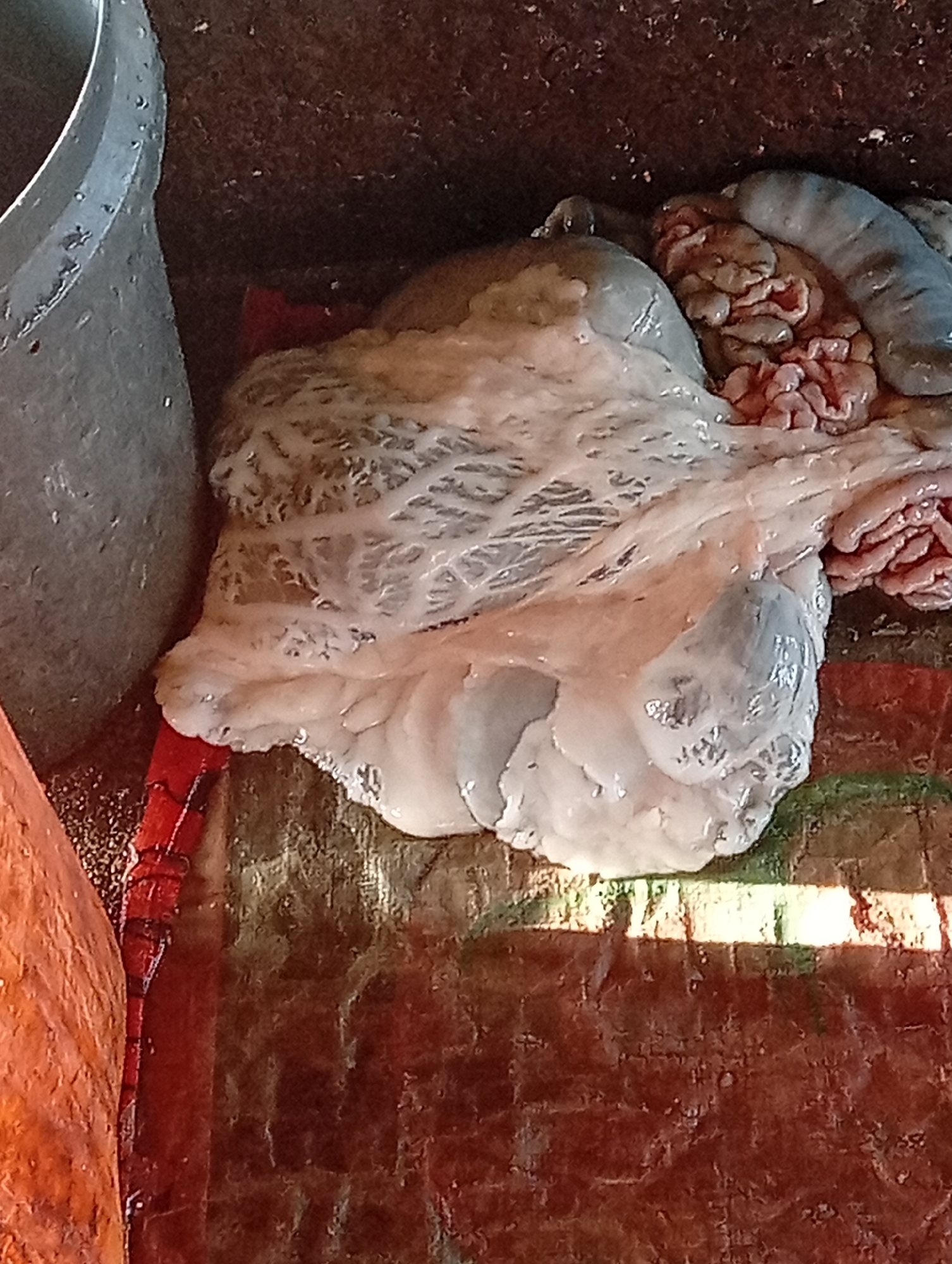 The image shows a close-up of raw meat, possibly from an animal carcass, displayed on a rough, textured surface that appears to be a market stall. The meat is pale white and gelatinous, with a network of fine, thread-like structures visible within it. There are also darker, more textured pieces of what could be internal organs or other parts of the animal, appearing reddish-brown and convoluted. The overall presentation suggests a butcher's stall or a food market.
To the left of the meat, a portion of a large, gray metal container, possibly a pot or bucket, is visible. The surface the meat is resting on is a patterned material in shades of red and brown, with some areas appearing darker or stained. Bright light casts distinct shadows and highlights on the scene, suggesting it is daytime. The background is dark and indistinct.
There is no indication of people, specific weather conditions, or discernible text within the frame. The scene is focused on the raw meat and its immediate surroundings, giving the impression of a preparation or display area for food products in Jalingo, Nigeria. The textures and colors are visceral and direct, emphasizing the raw nature of the subject matter.