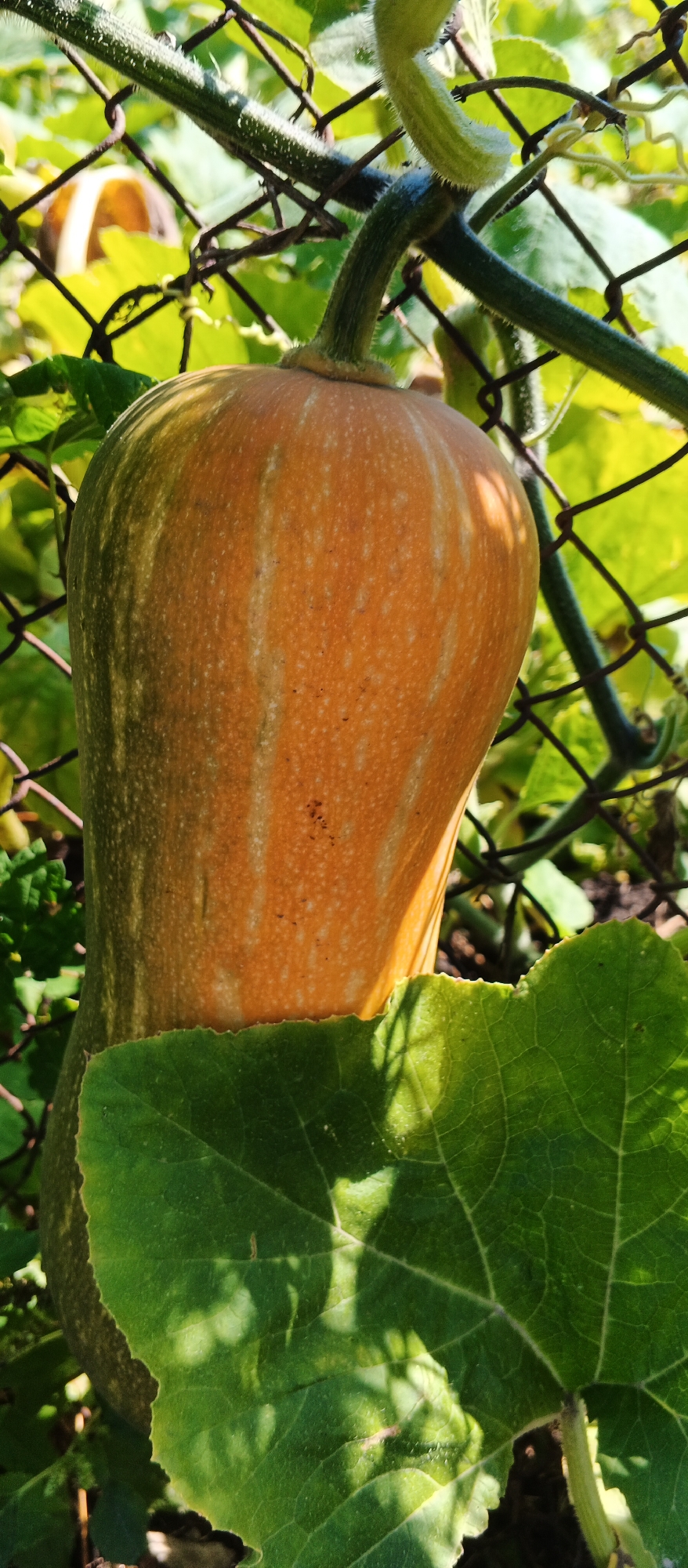 This is a close-up, vertical, outdoor shot of a ripening butternut squash hanging on a vine. The squash is predominantly orange with lighter vertical stripes and a hint of green at the top. It is partially obscured by a large, green leaf in the foreground, which casts shadows on the squash. A wire mesh fence runs diagonally through the background, with green foliage visible behind it. The scene suggests a garden setting, likely in a suburban or rural area, with the possibility of it being in Smila, Ukraine, given the context provided.
